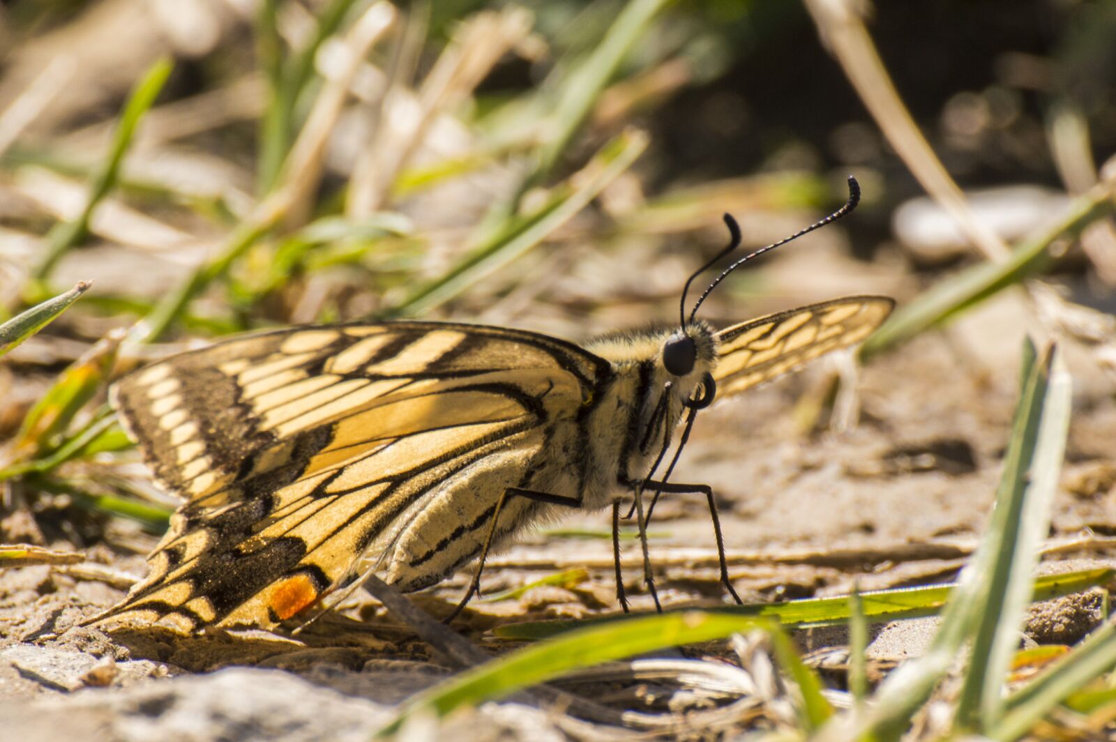 Nikon D3200 sample photo. Butterfly, macro, insect photography