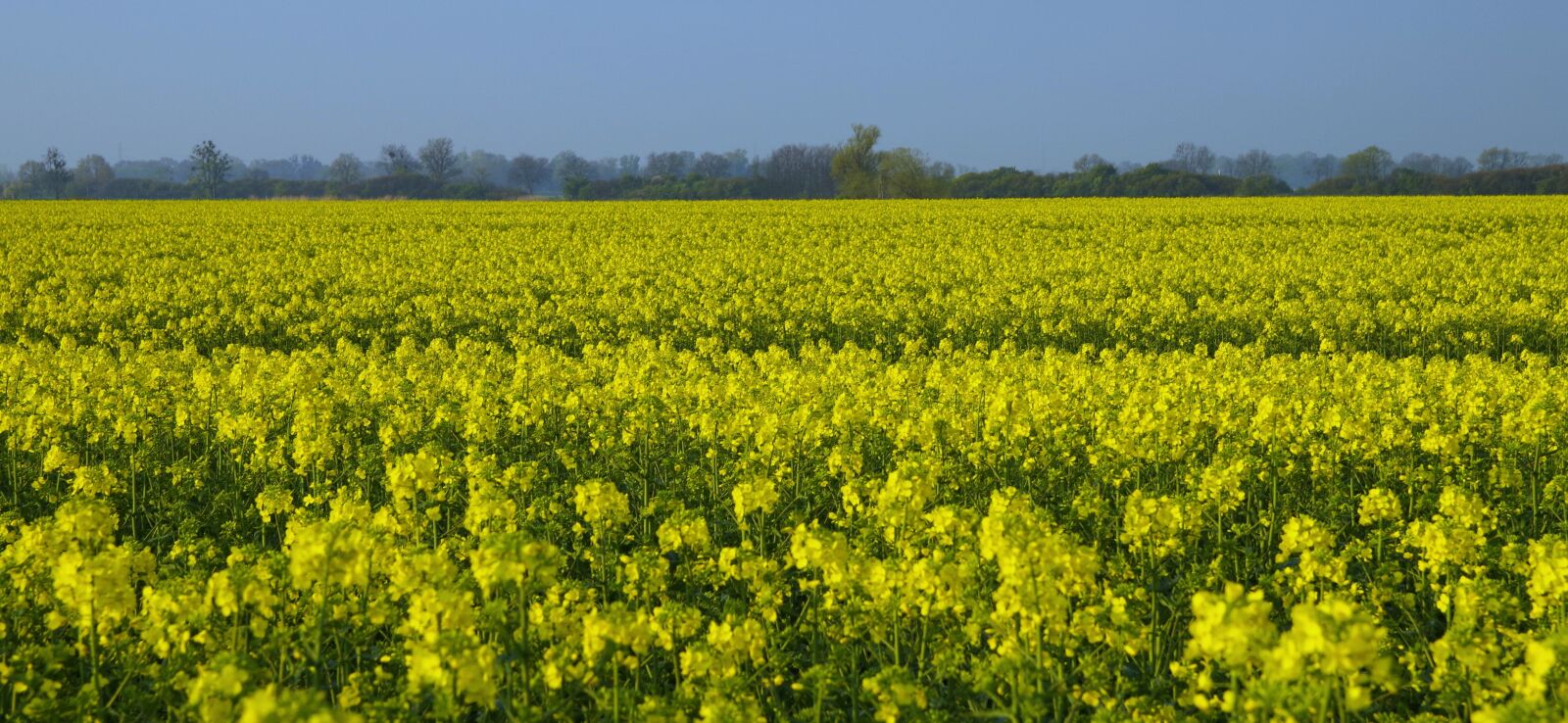 Pentax K-S2 sample photo. Rapeseed, field, yellow photography