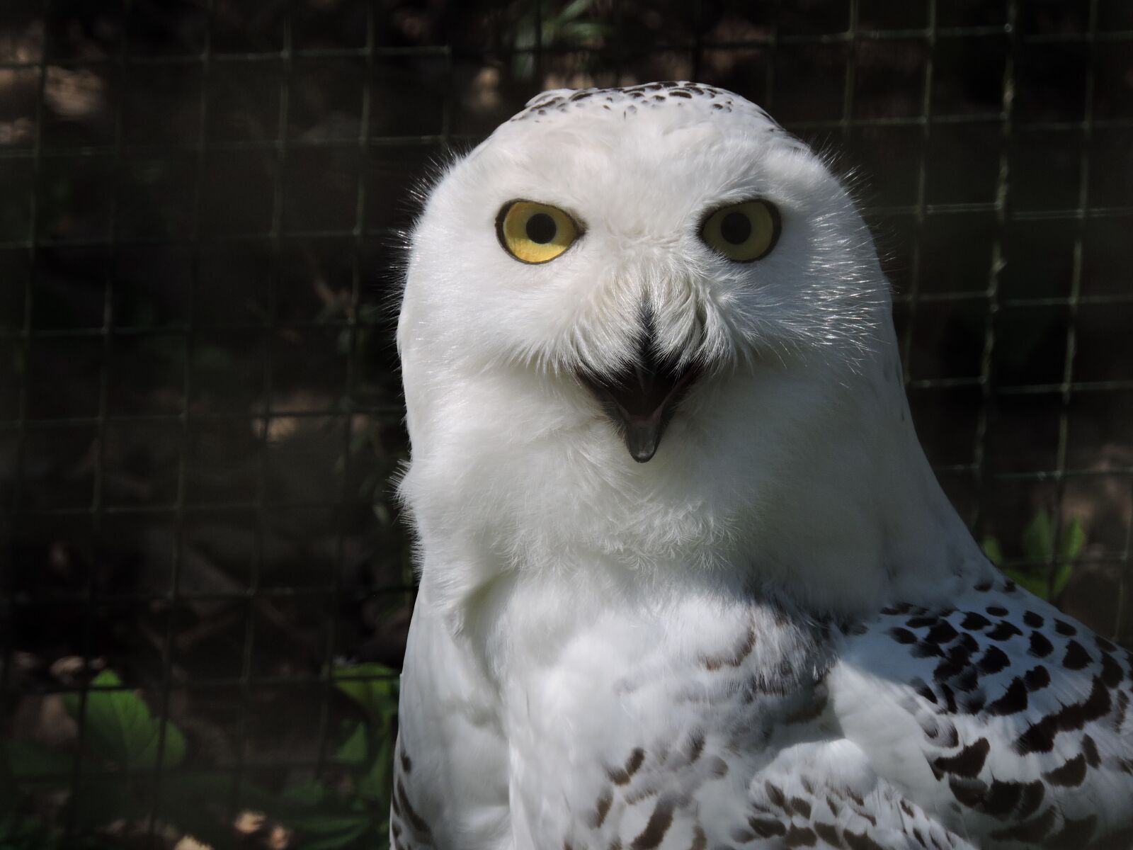 Nikon Coolpix P600 sample photo. Snowy owl, nyctea scandiaca photography