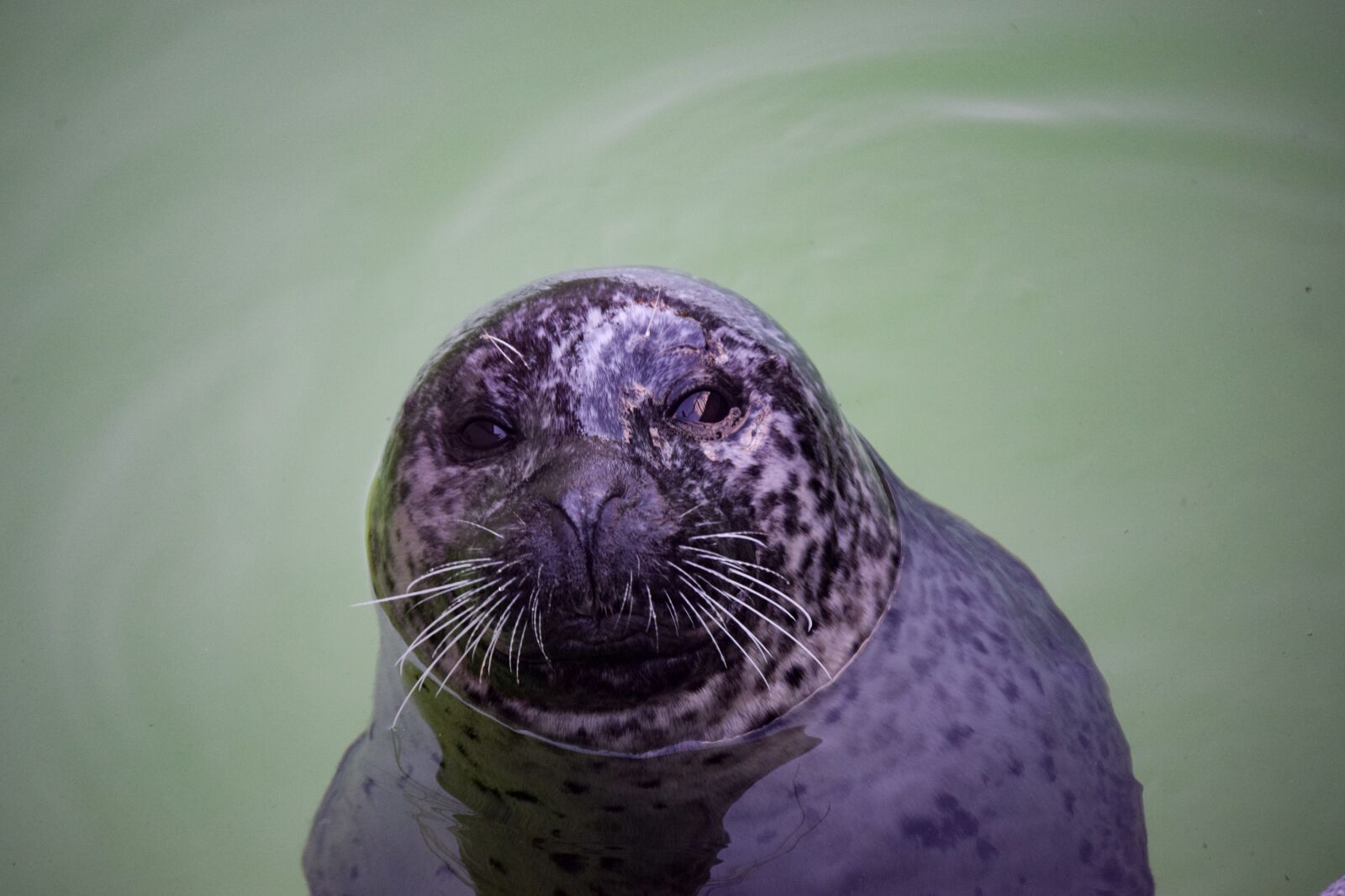 Nikon D3300 sample photo. Seal, water, zoo photography