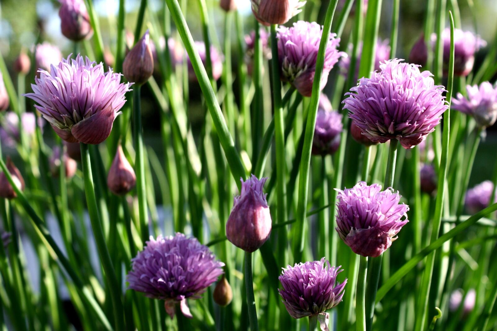 f/3.5-5.6 IS sample photo. Wildflowers, grass, purple onion photography