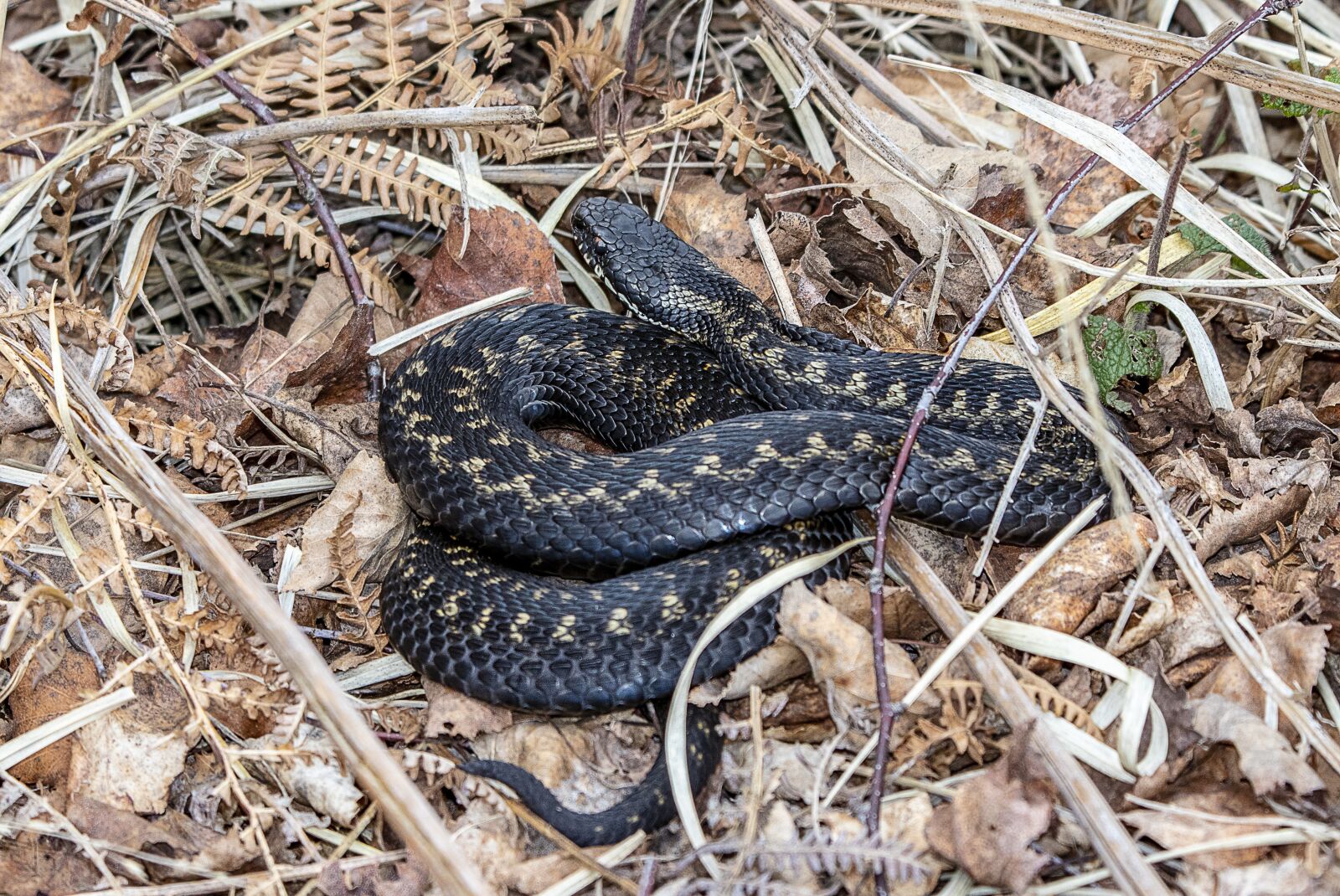 Sigma 100-400mm F5-6.3 DG OS HSM sample photo. Adder, snake, poisonous photography