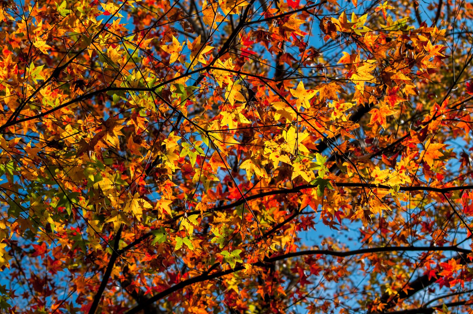 Nikon D90 sample photo. Maple, red maple, autumn photography