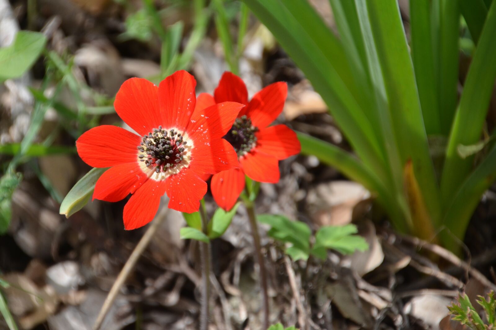 Nikon D5100 sample photo. Plant, nature, flower photography
