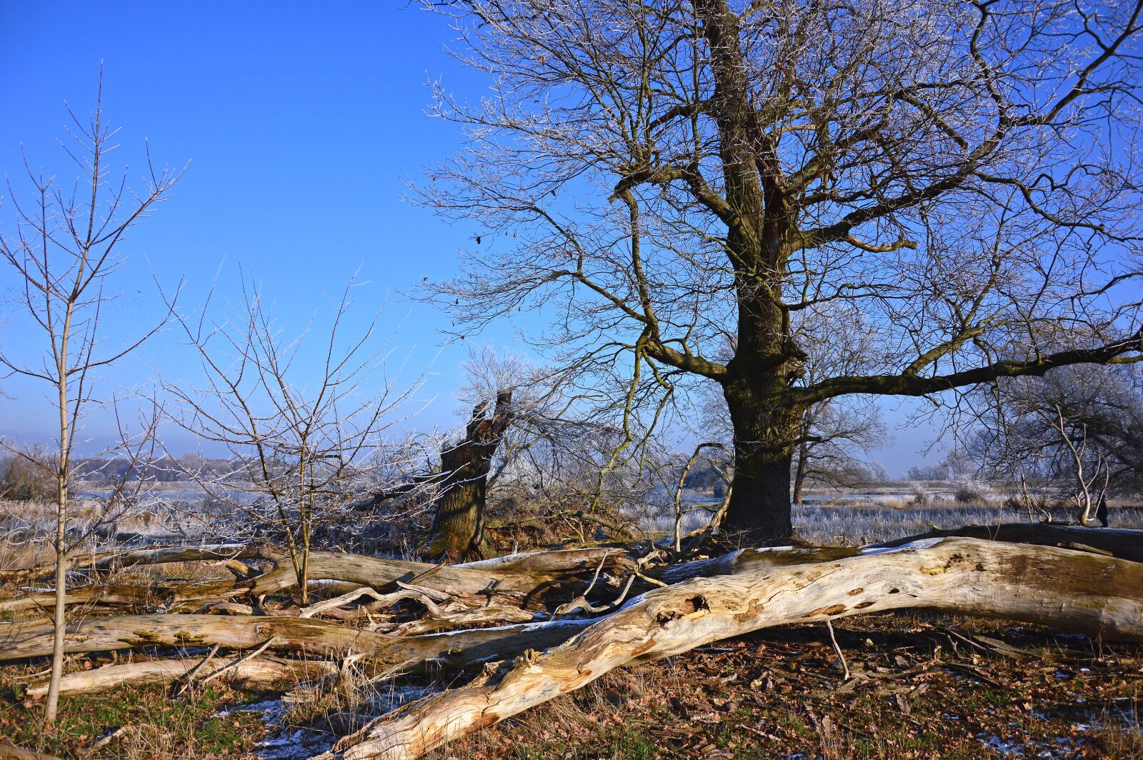 Nikon D3200 sample photo. Nature, landscape, trees photography