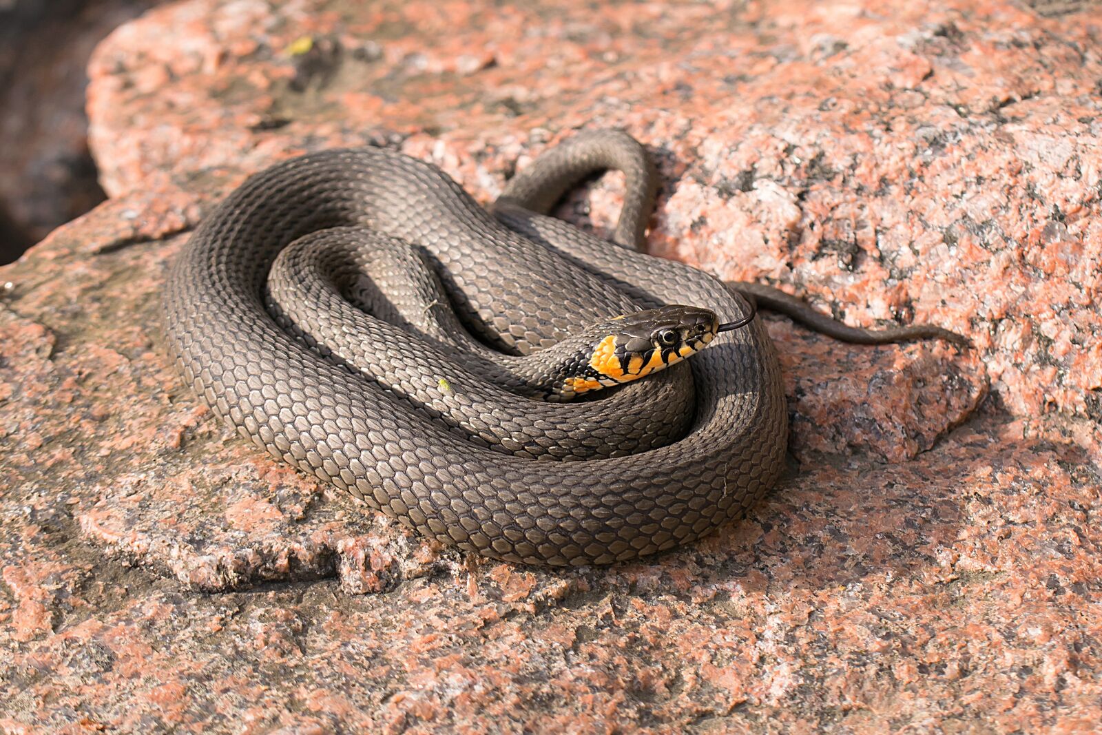 Nikon D3300 sample photo. Snake, grass snake, reptile photography