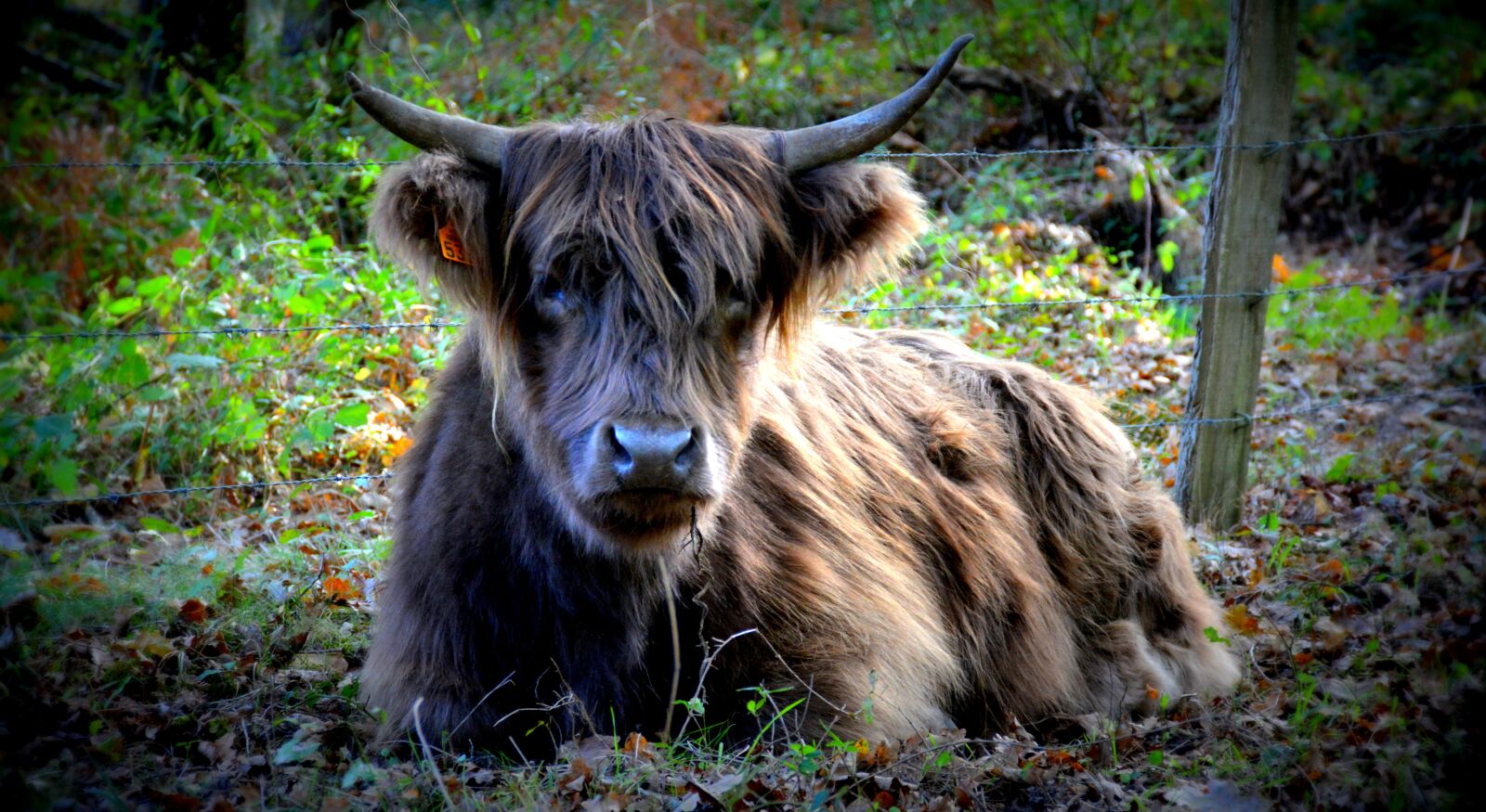 Nikon D5200 sample photo. Cow, nature, forest photography