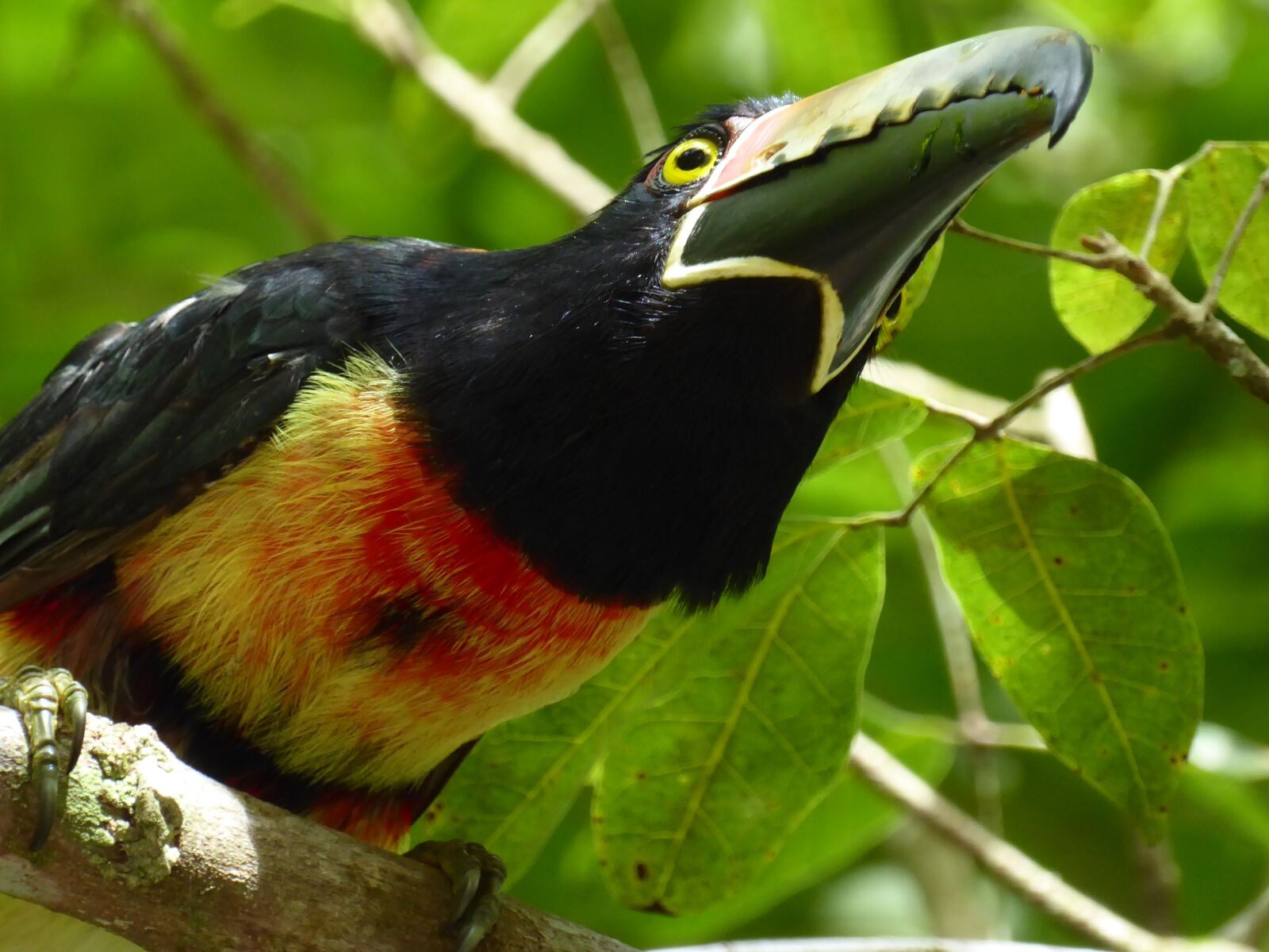 Panasonic Lumix DMC-ZS50 (Lumix DMC-TZ70) sample photo. Toucan, yellow, black photography