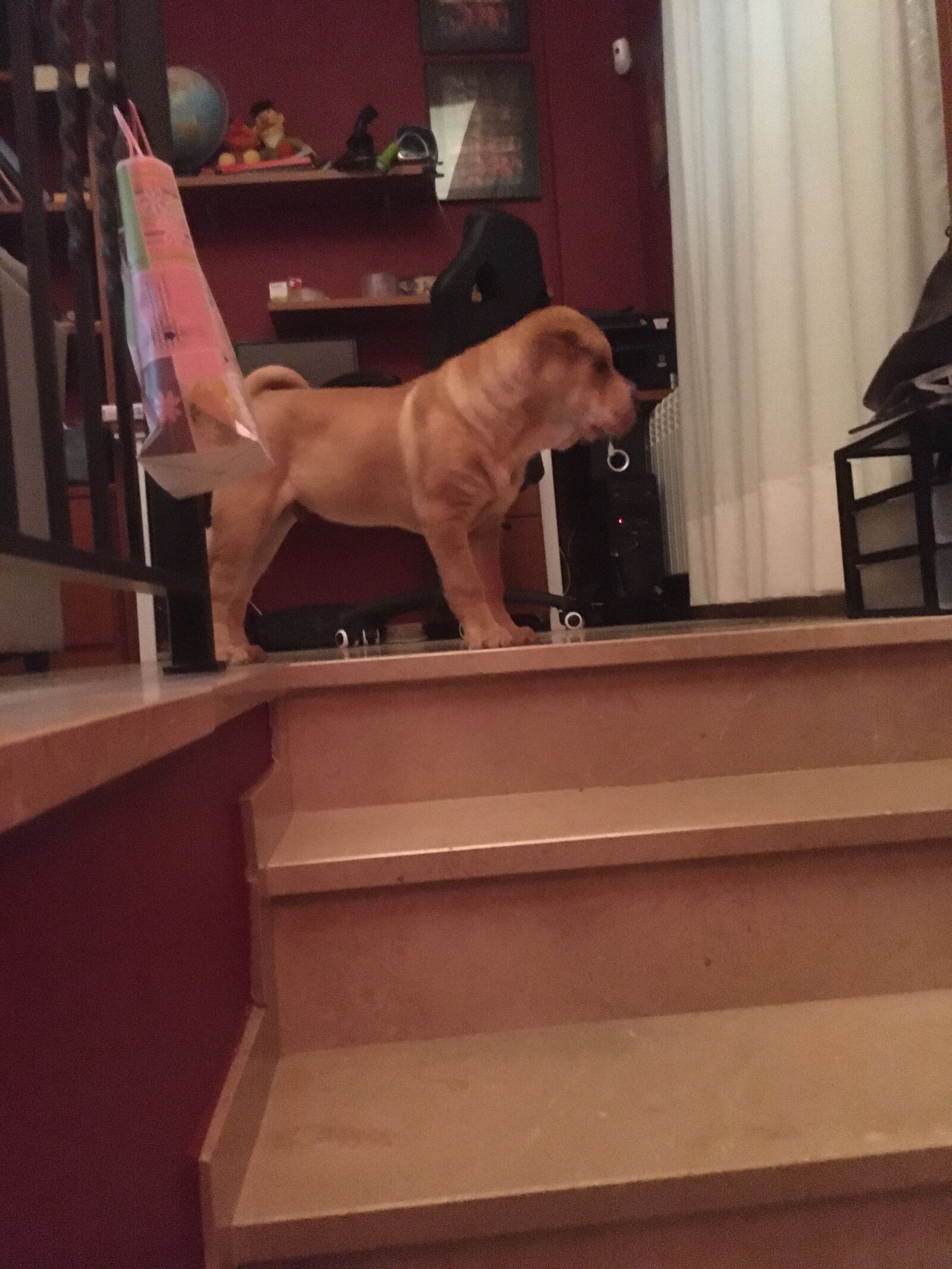 Apple iPhone 6s sample photo. Dog, sharpei, good looking photography