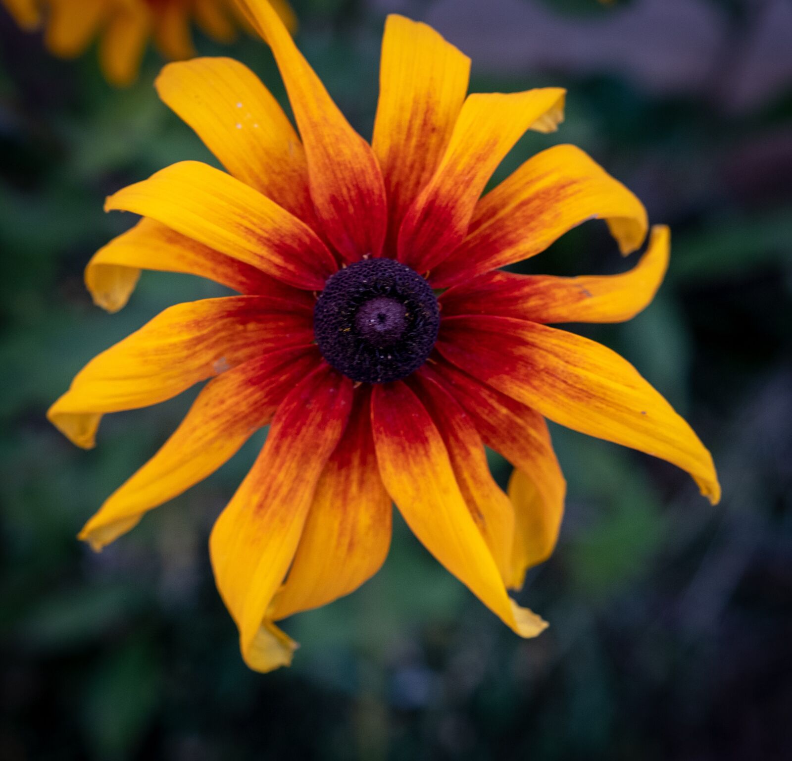 Fujifilm X-T2 sample photo. Flower, macro, yellow photography