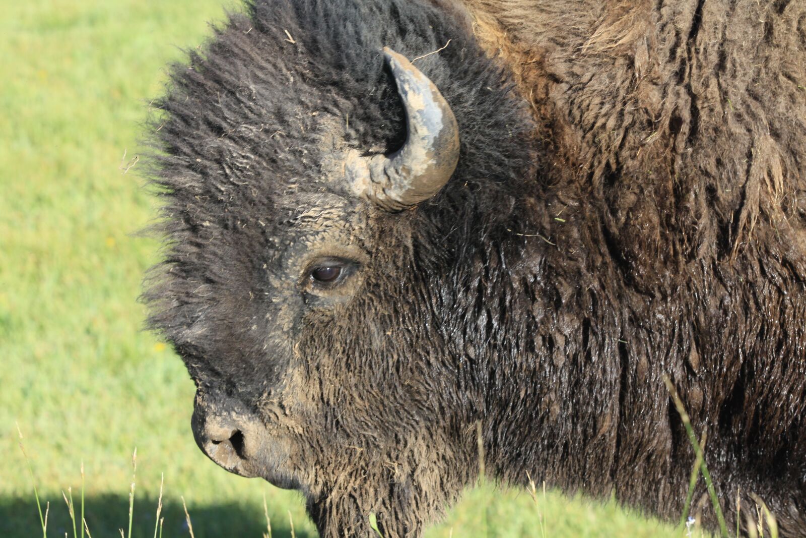 Canon EOS 50D sample photo. Bison, yellowstone, nature photography
