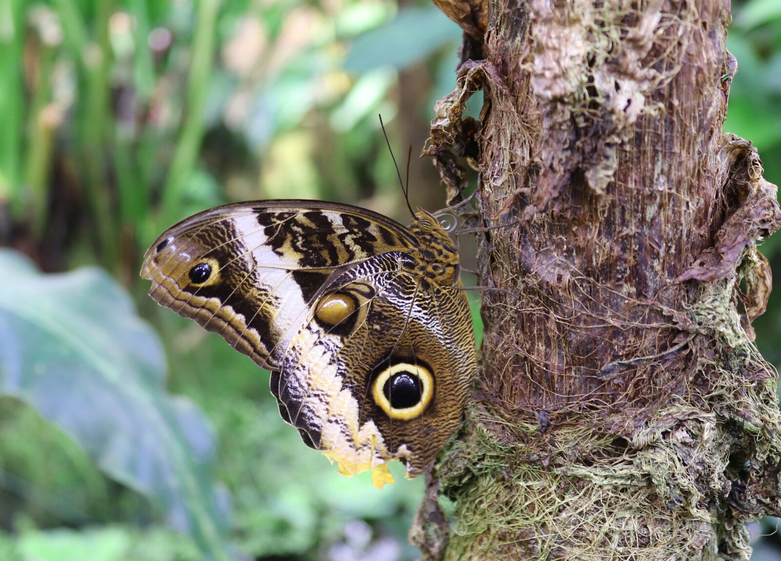 Canon EOS 200D (EOS Rebel SL2 / EOS Kiss X9) sample photo. Butterfly, insect, owl butterfly photography