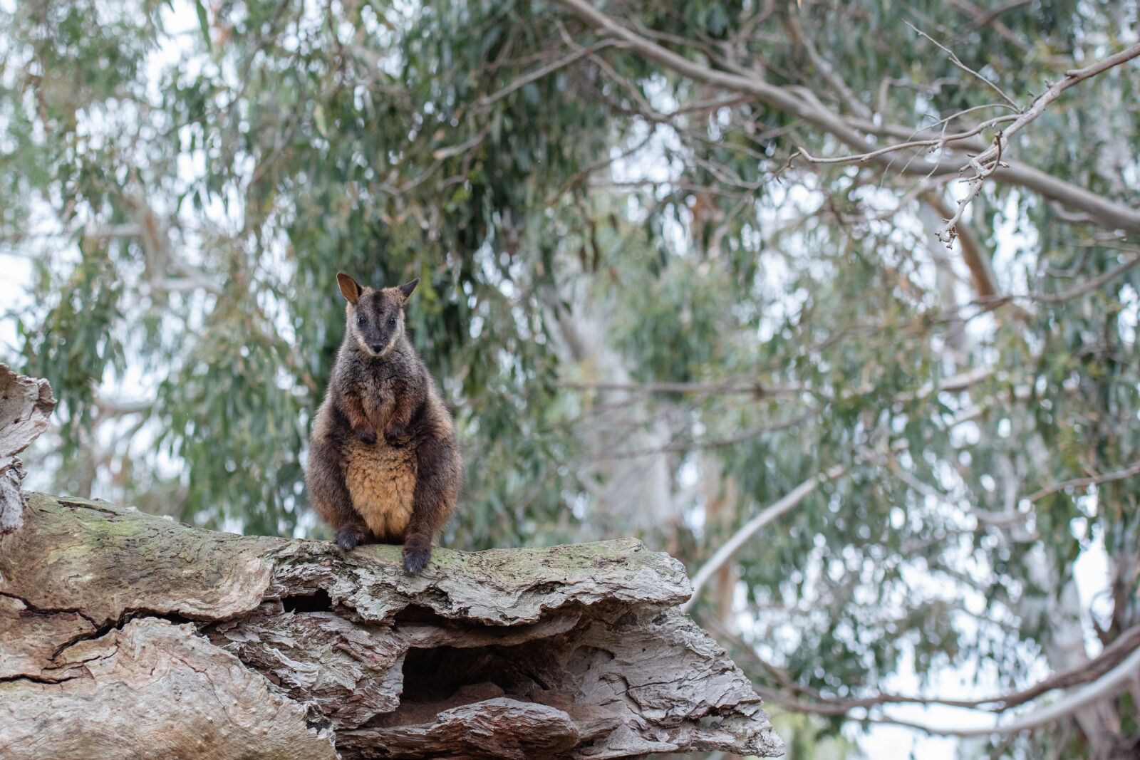 Nikon D750 sample photo. Brush-tailed rock-wallaby, wallaby, marsupial photography