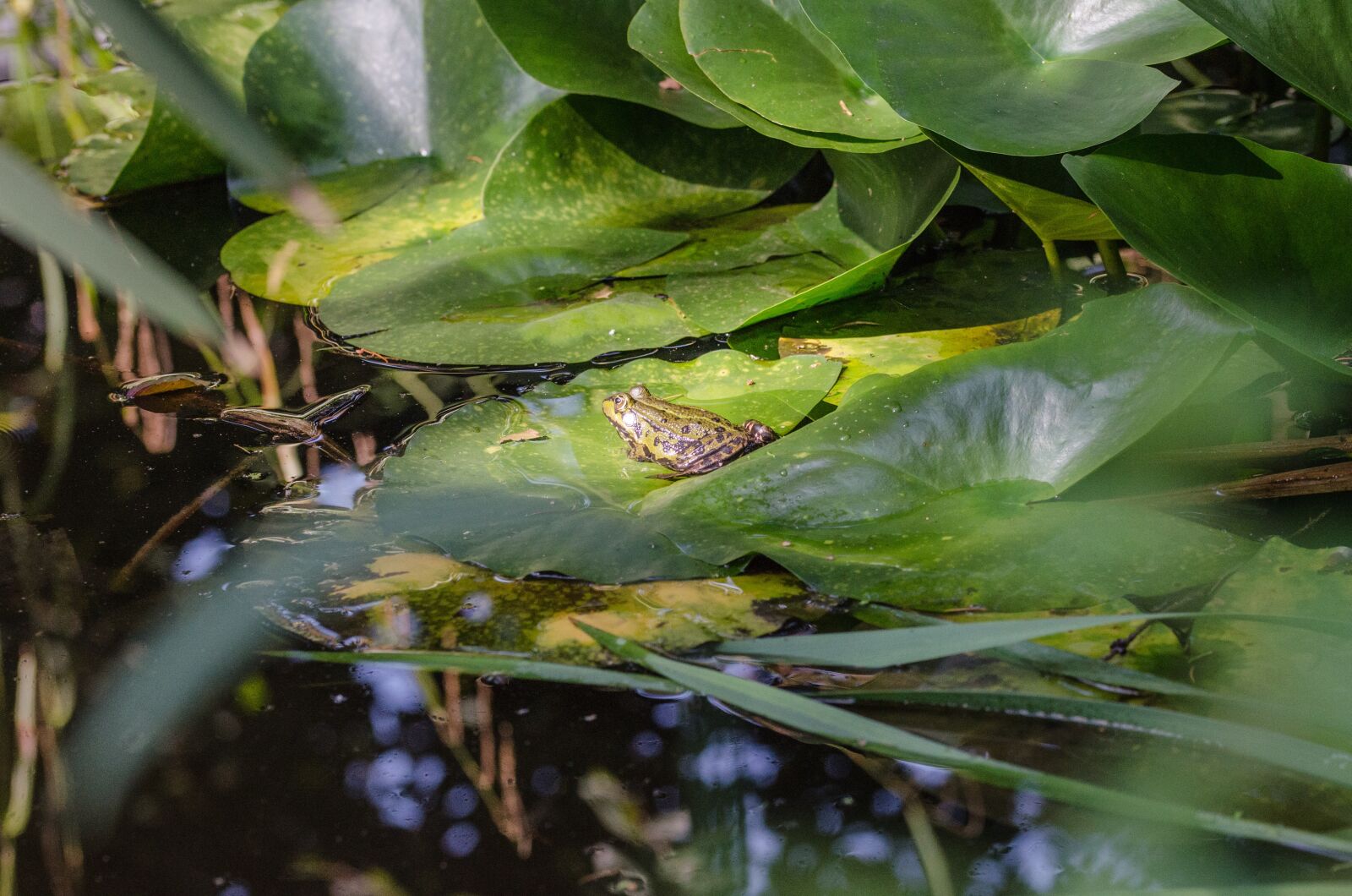 Nikon D5100 sample photo. Frog, toad, animal photography