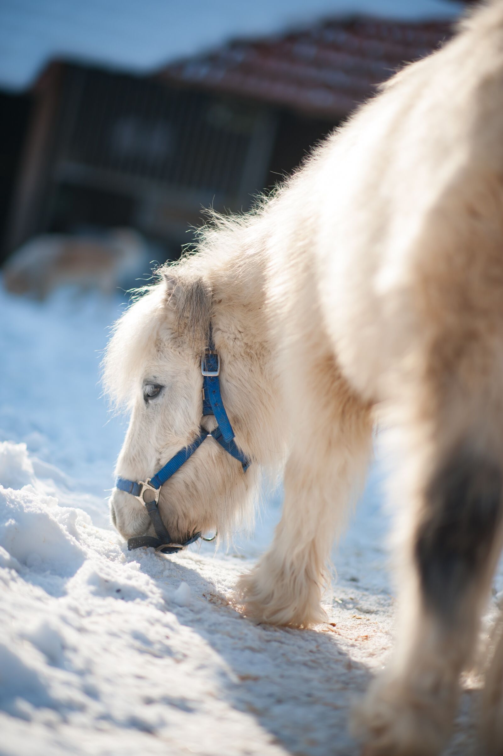 Nikon D3 sample photo. Pony, horse, white photography