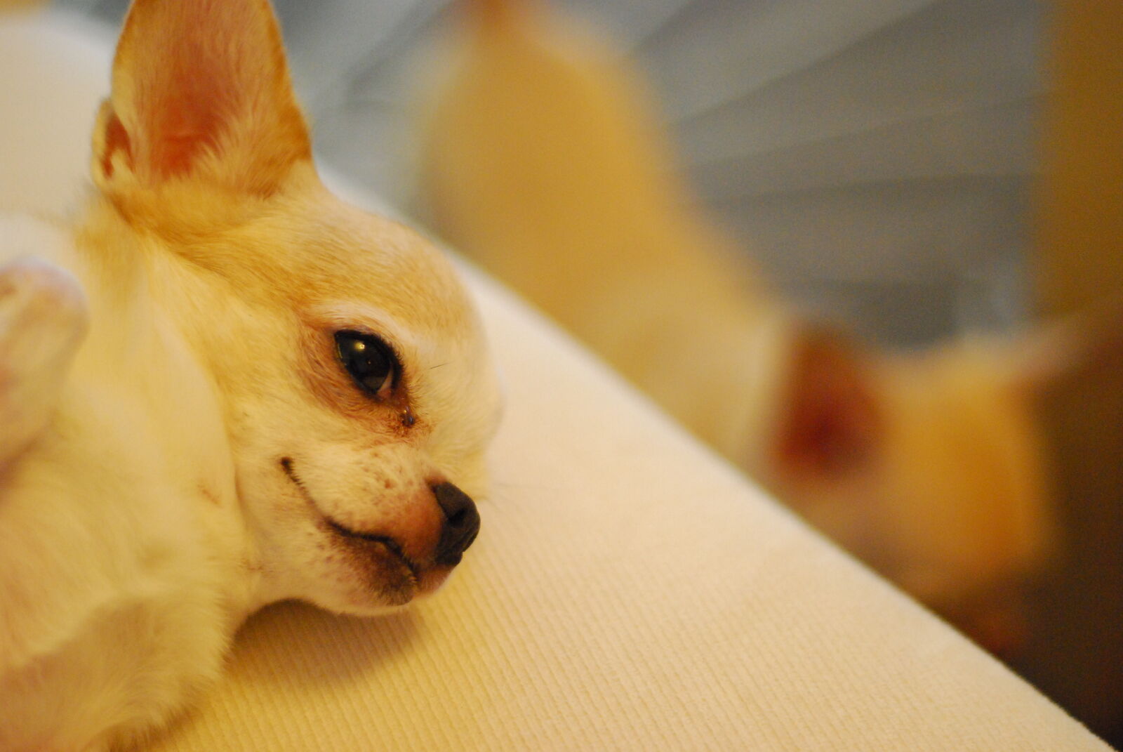 Nikon D80 + Nikon AF Nikkor 50mm F1.8D sample photo. Chihuahua, dog, sleep photography