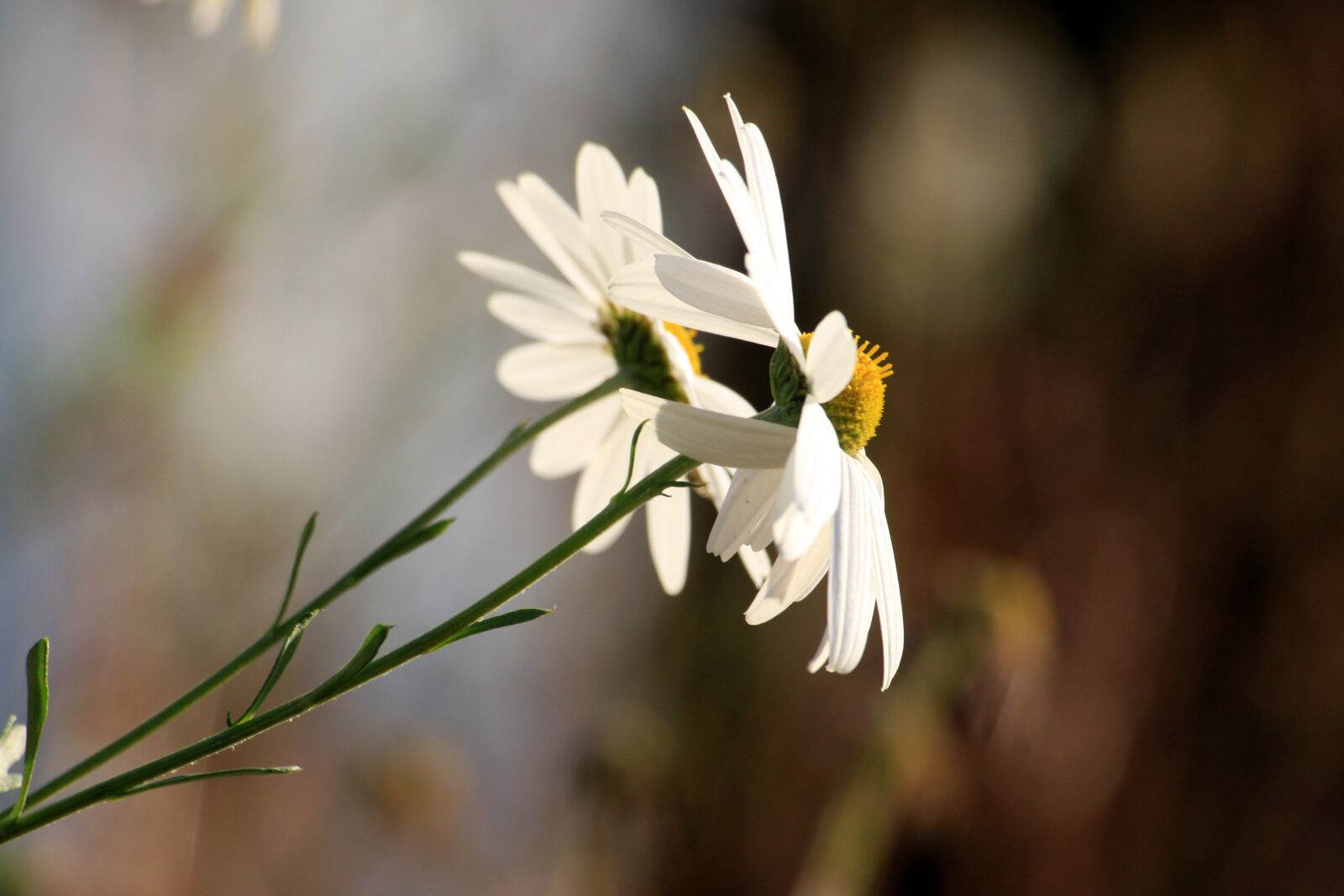 Canon EOS 50D sample photo. Flowers, wildflower, white photography