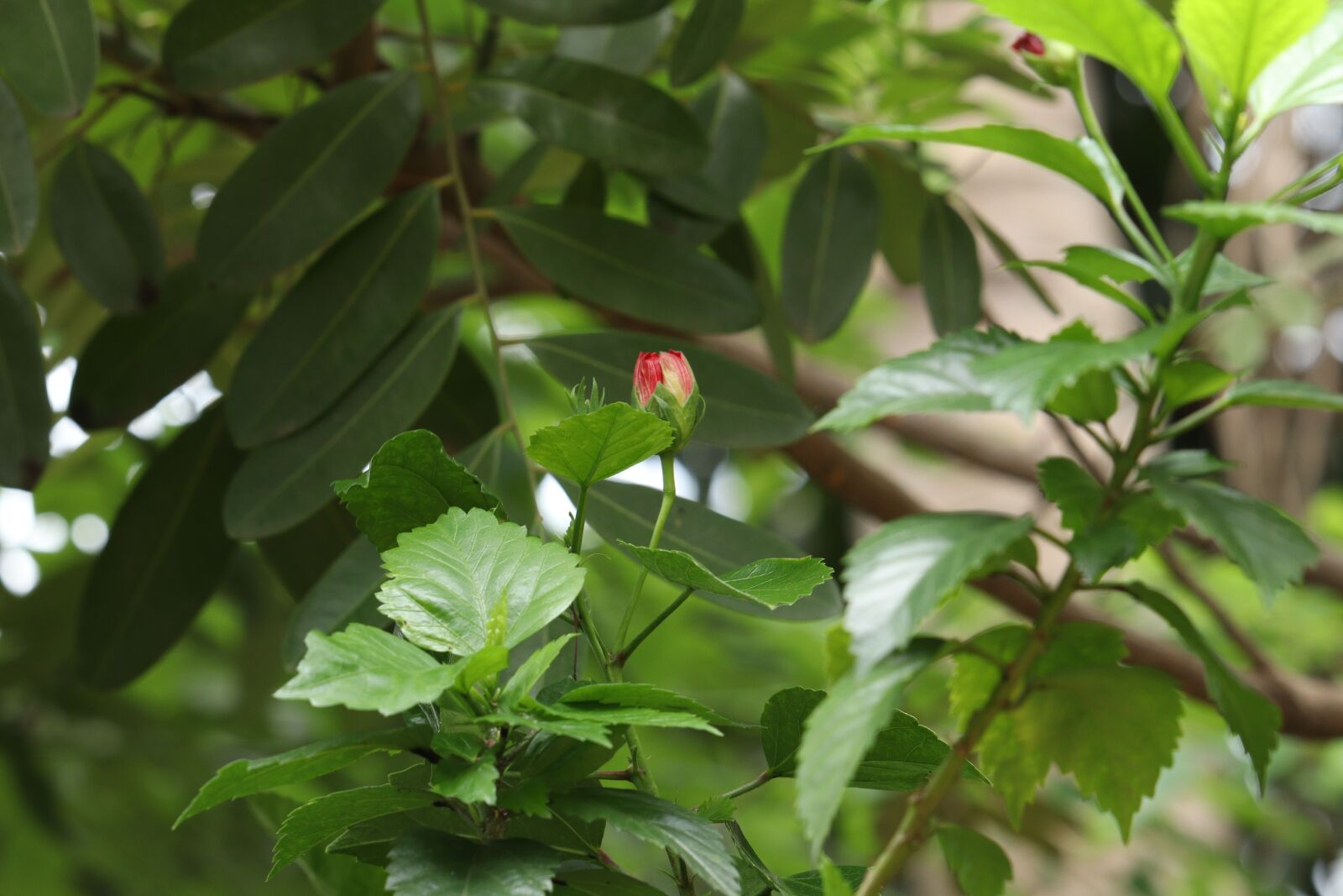Canon EOS 250D (EOS Rebel SL3 / EOS Kiss X10 / EOS 200D II) sample photo. Green, leaf, flower photography