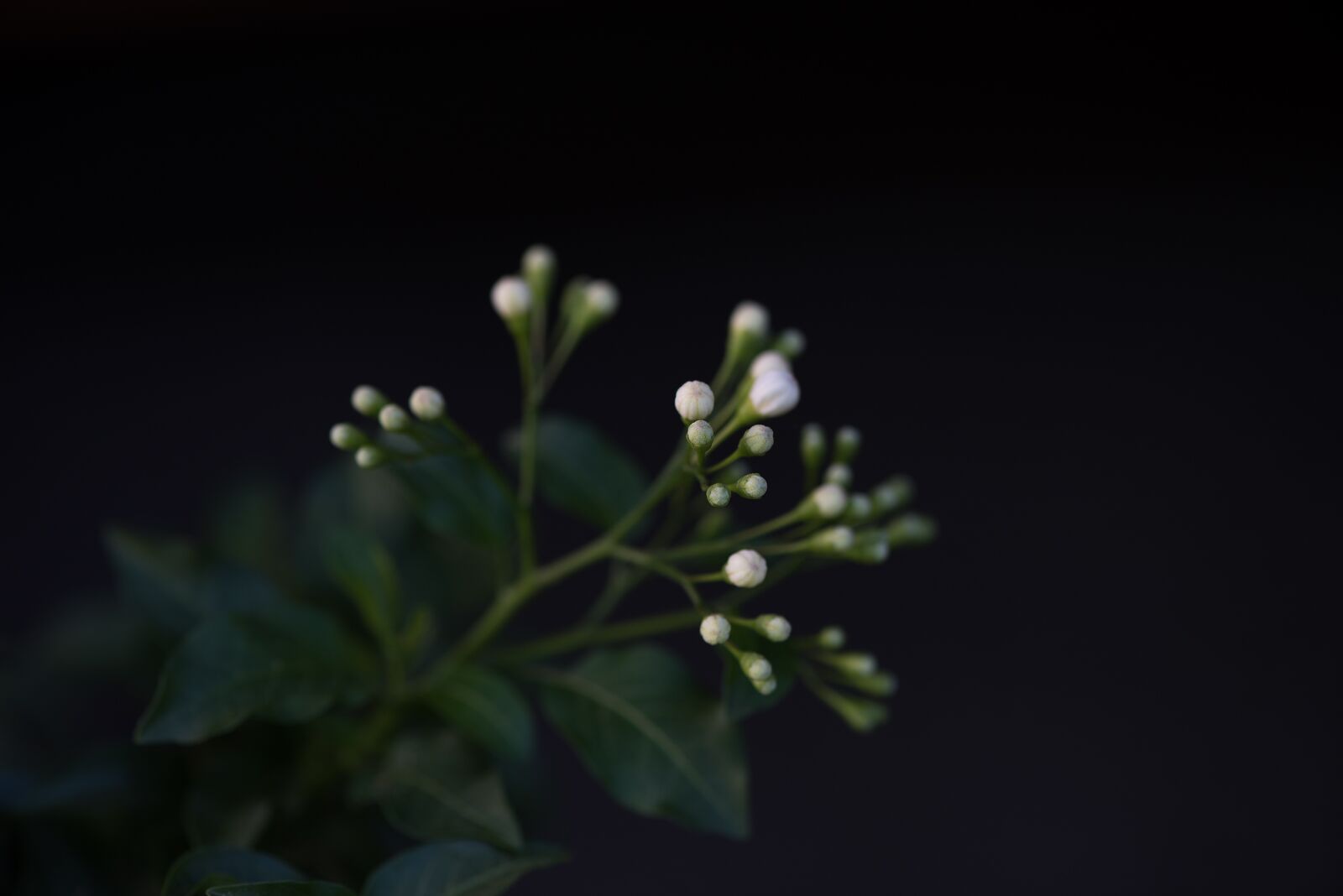 Nikon D750 sample photo. Flowers, white, white flowers photography
