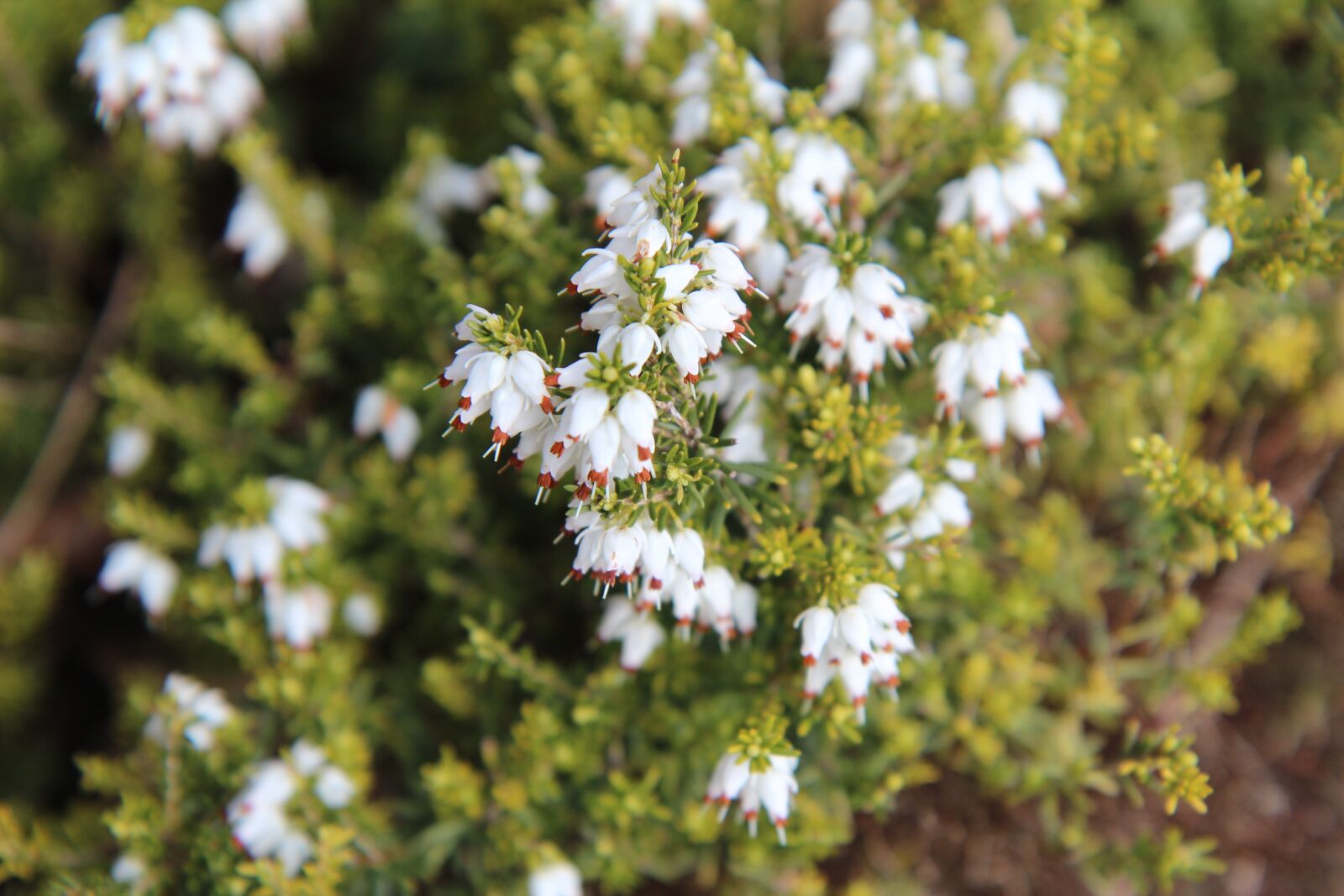 Canon EOS 600D (Rebel EOS T3i / EOS Kiss X5) sample photo. Heather white, white flowers photography