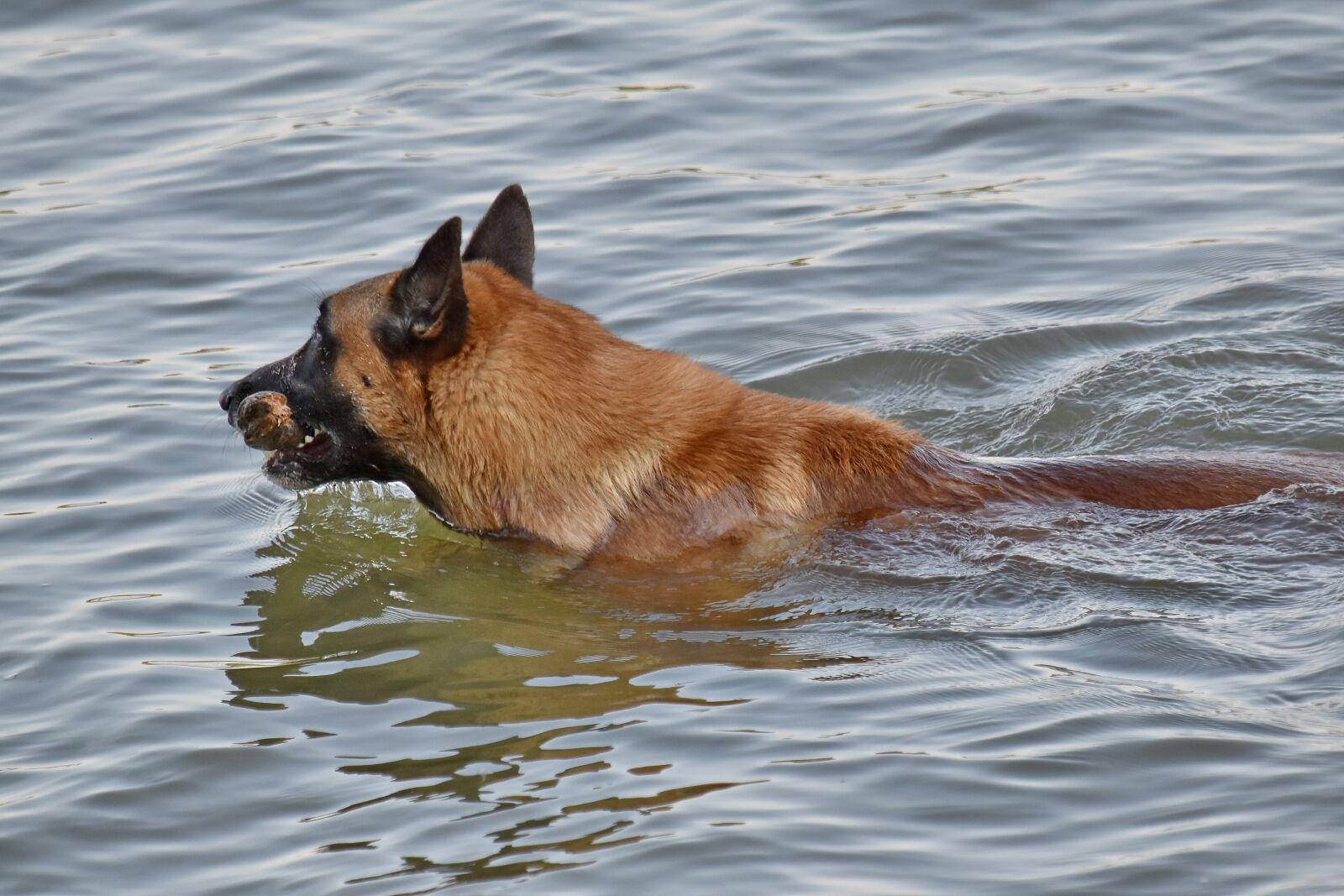 Nikon D5500 sample photo. Swimming, training program, water photography