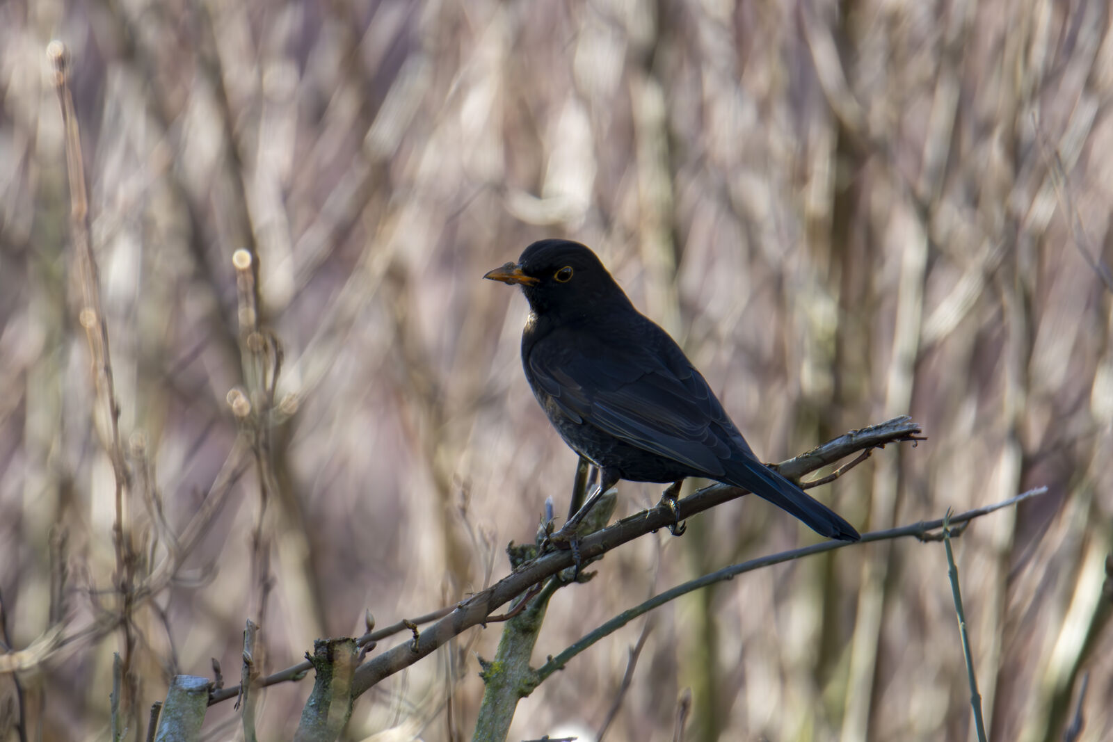 Canon EOS 7D Mark II sample photo