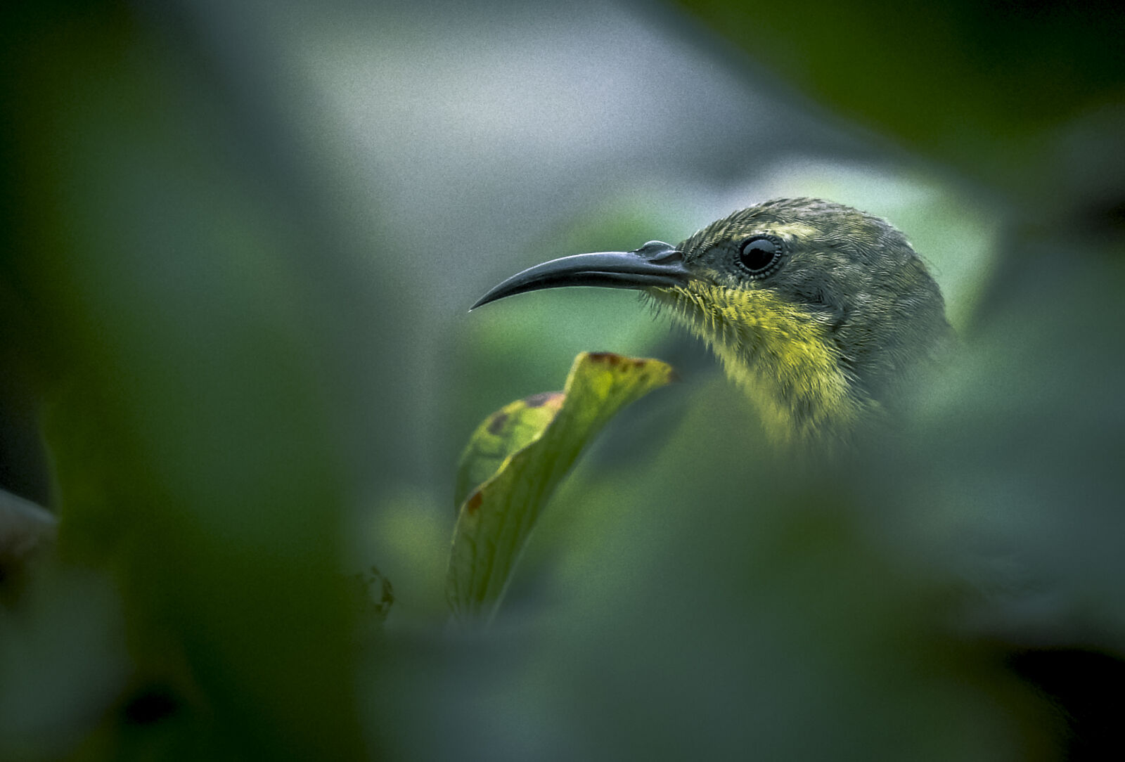 Nikon Coolpix P900 sample photo. Bird, sunbird photography