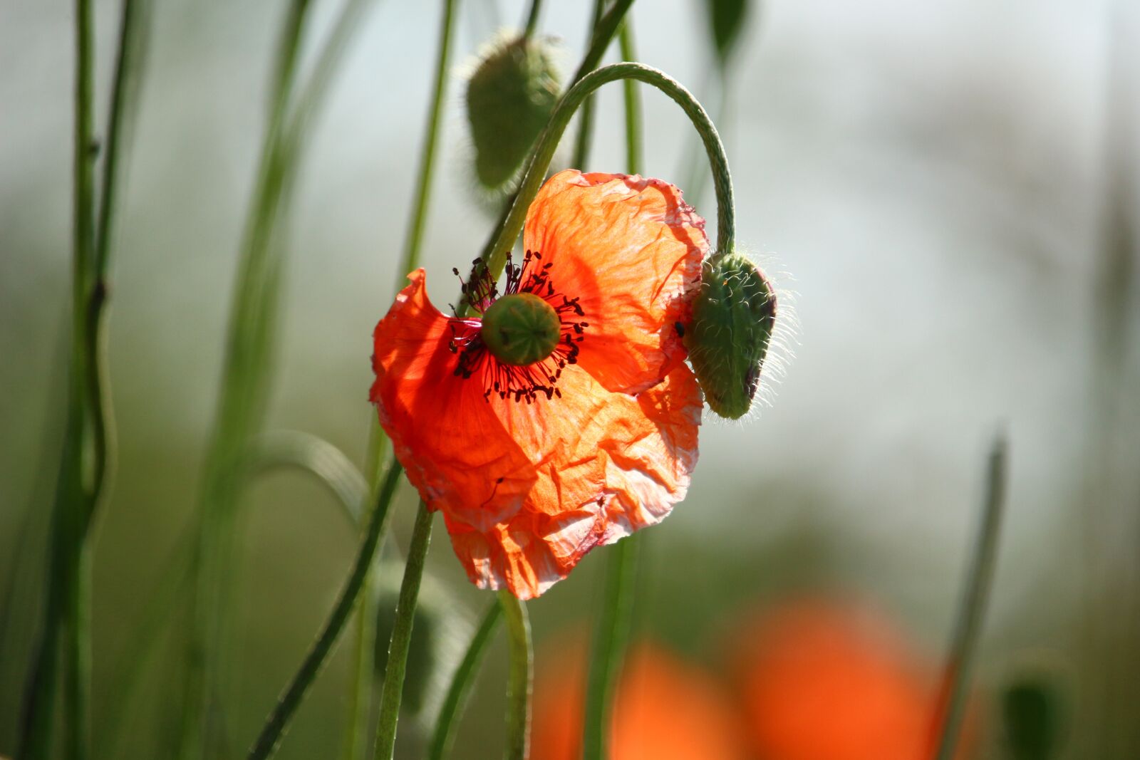Canon EOS 100D (EOS Rebel SL1 / EOS Kiss X7) sample photo. Poppy, klatschmohn, blossom photography