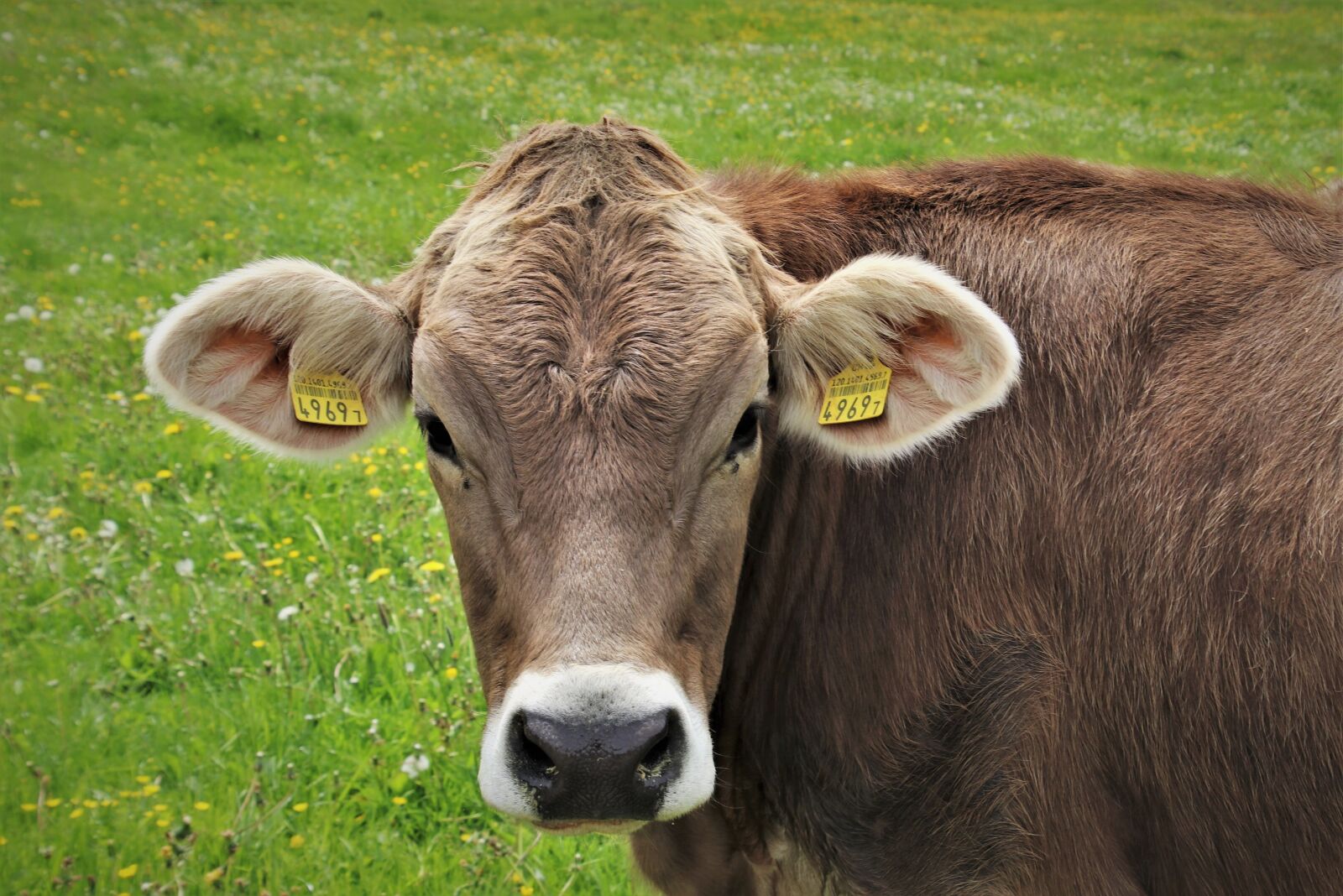Canon EOS 80D sample photo. Alpine meadows, cows, brown photography