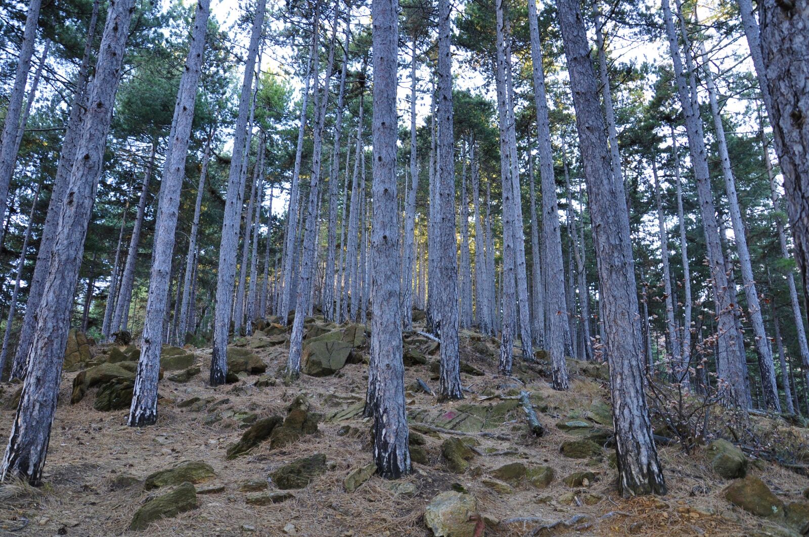 Nikon D5000 sample photo. Forest, black pine, trees photography