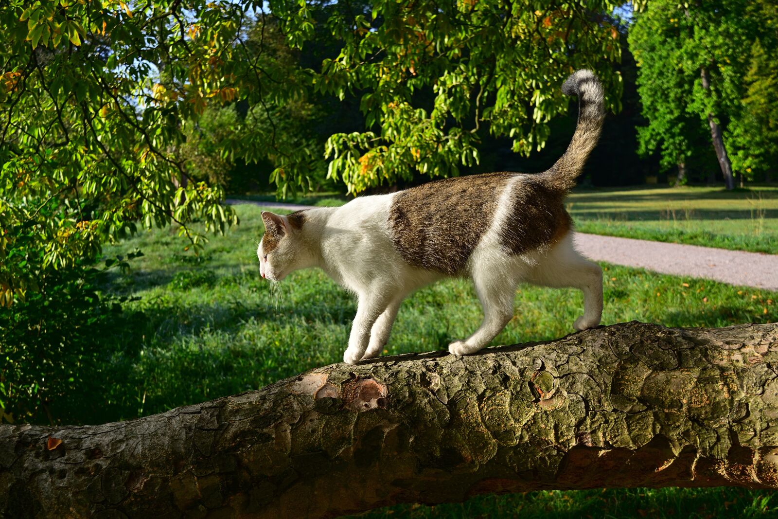 Nikon D5200 sample photo. Park, cat, strays photography