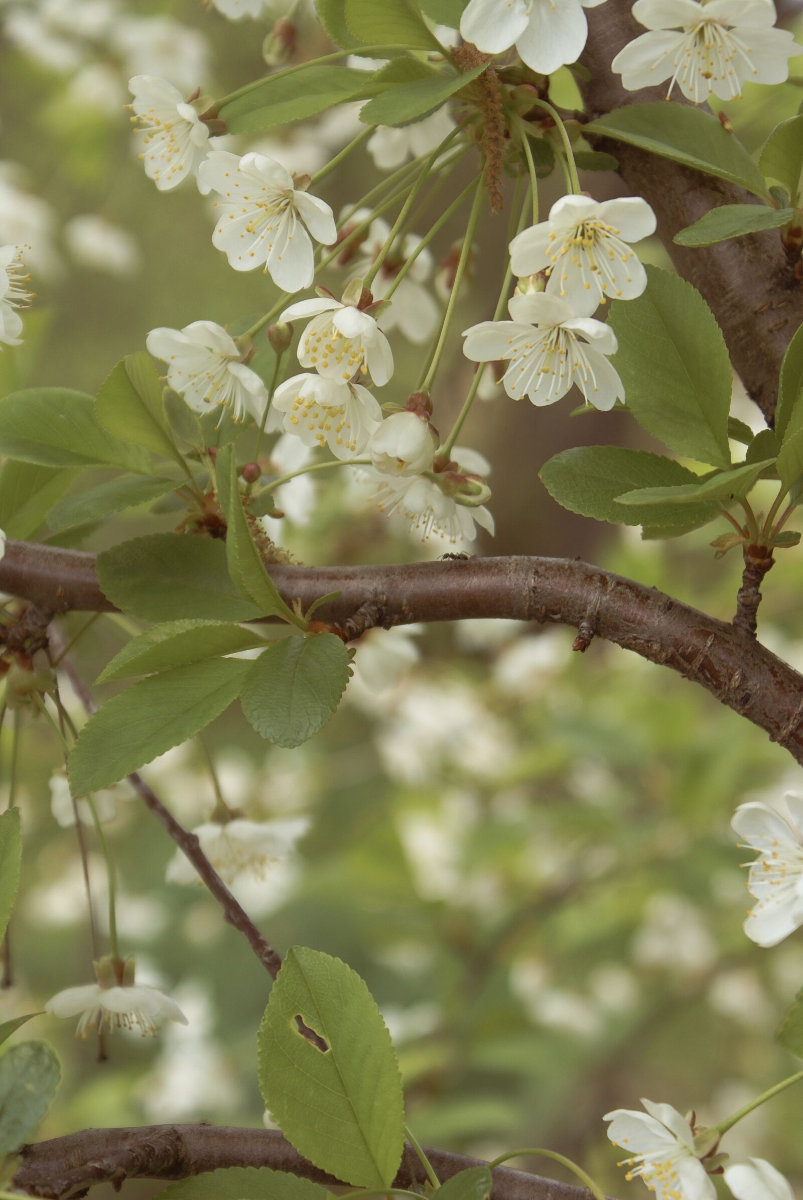 Sony Alpha DSLR-A100 sample photo. Flowers, cherry, sakura photography