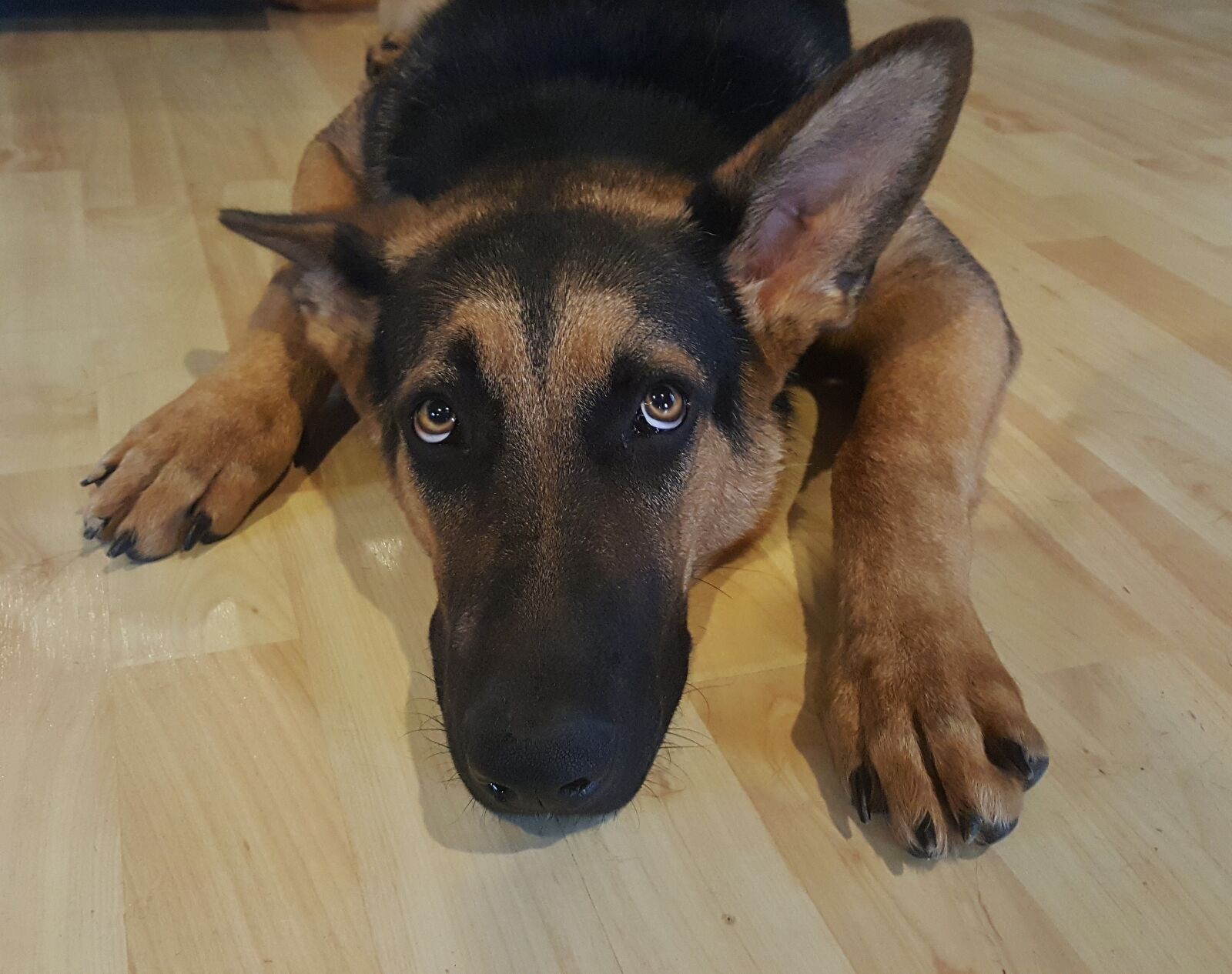 Samsung Galaxy Note5 sample photo. German shepherd, dog, alsatian photography