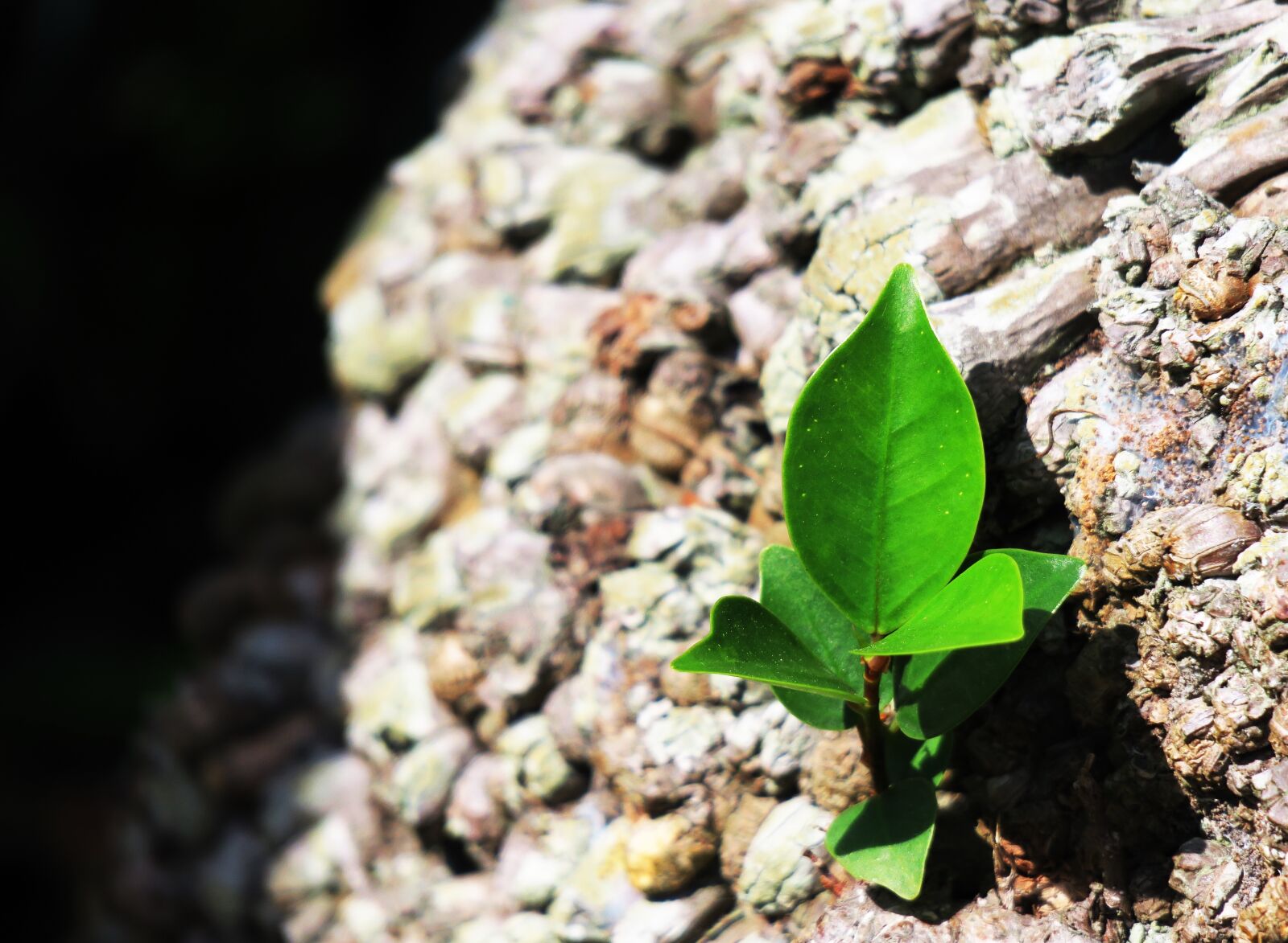 Canon PowerShot G3 X sample photo. Leaf, nature, plant photography