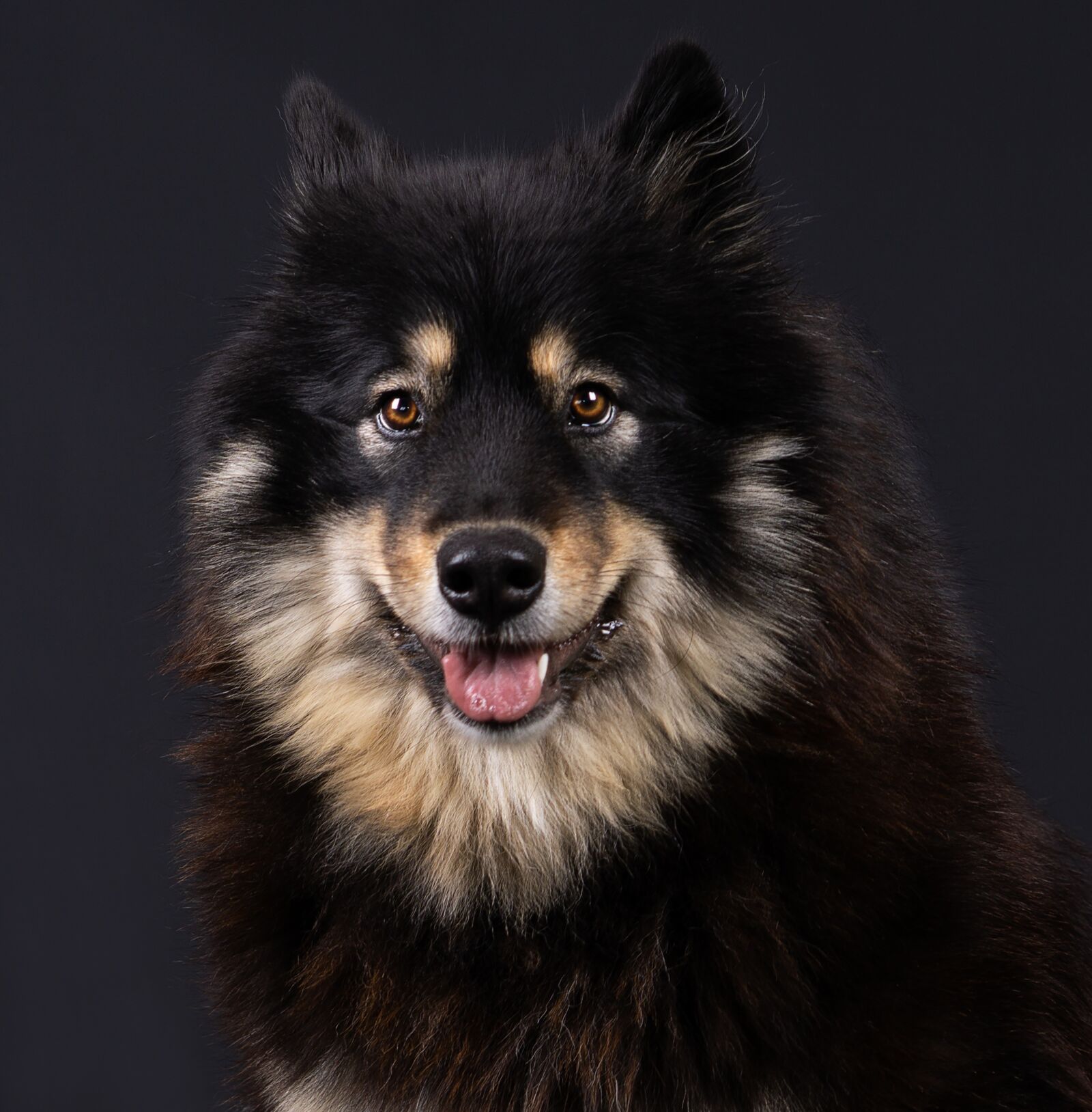 E 50mm F1.8 OSS sample photo. Dog, pet, animal photography
