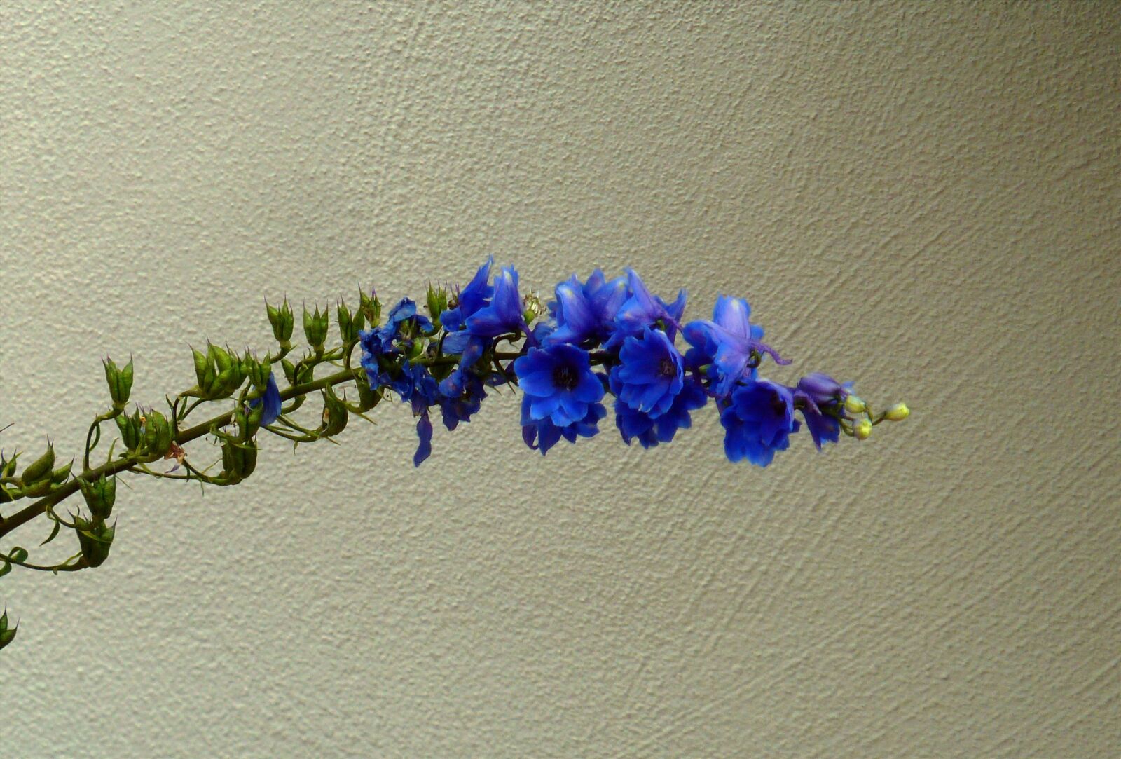 Panasonic DMC-TZ7 sample photo. Blossom, bloom, flower photography