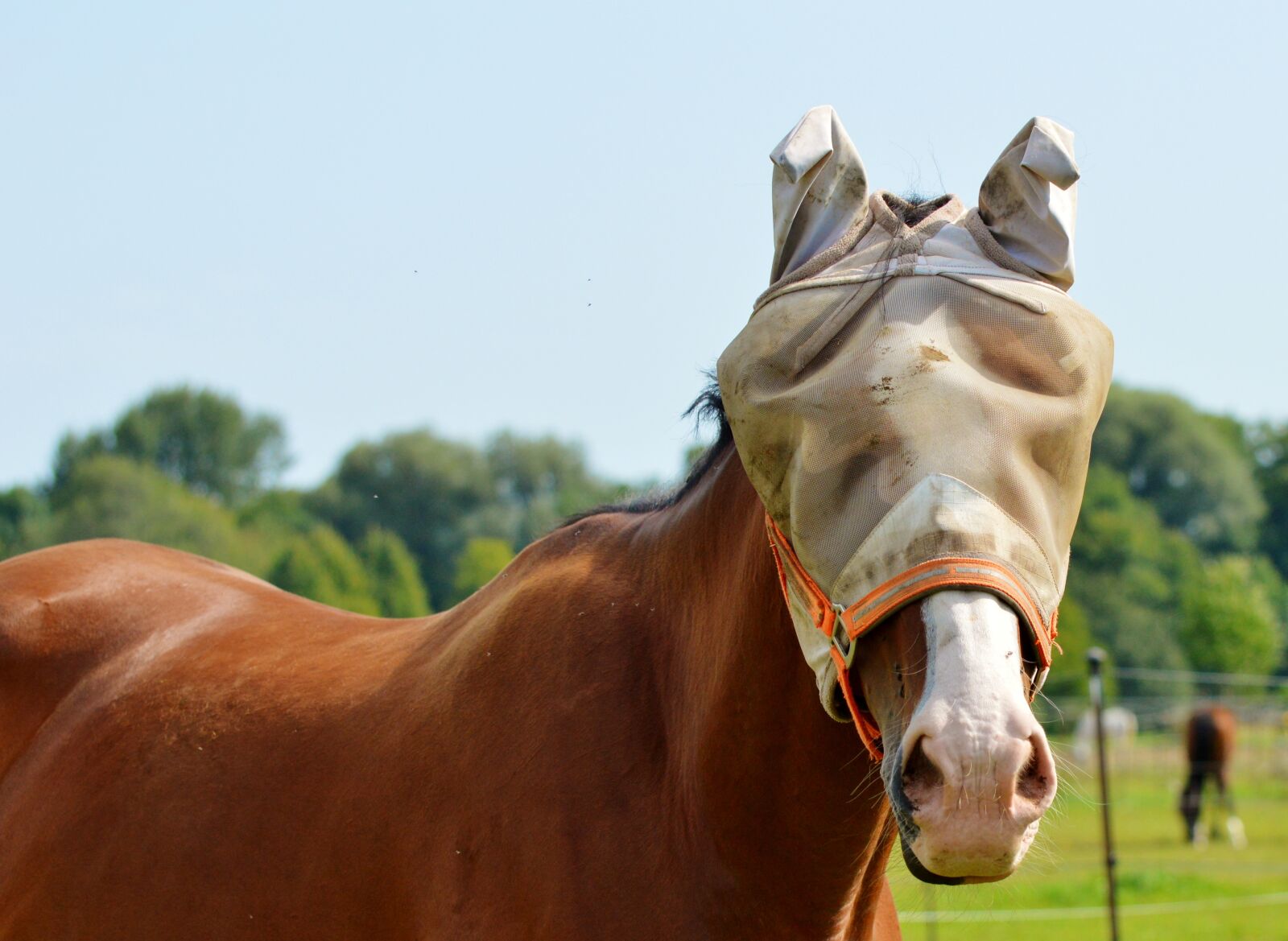 Nikon D3200 sample photo. Horse, flying hat, fly photography