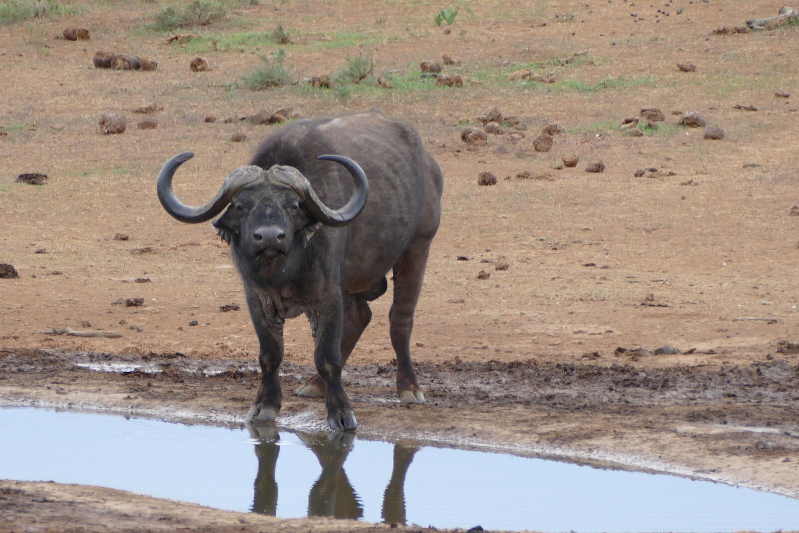 Panasonic Lumix DMC-FZ1000 sample photo. Buffalo, garden route, addo photography
