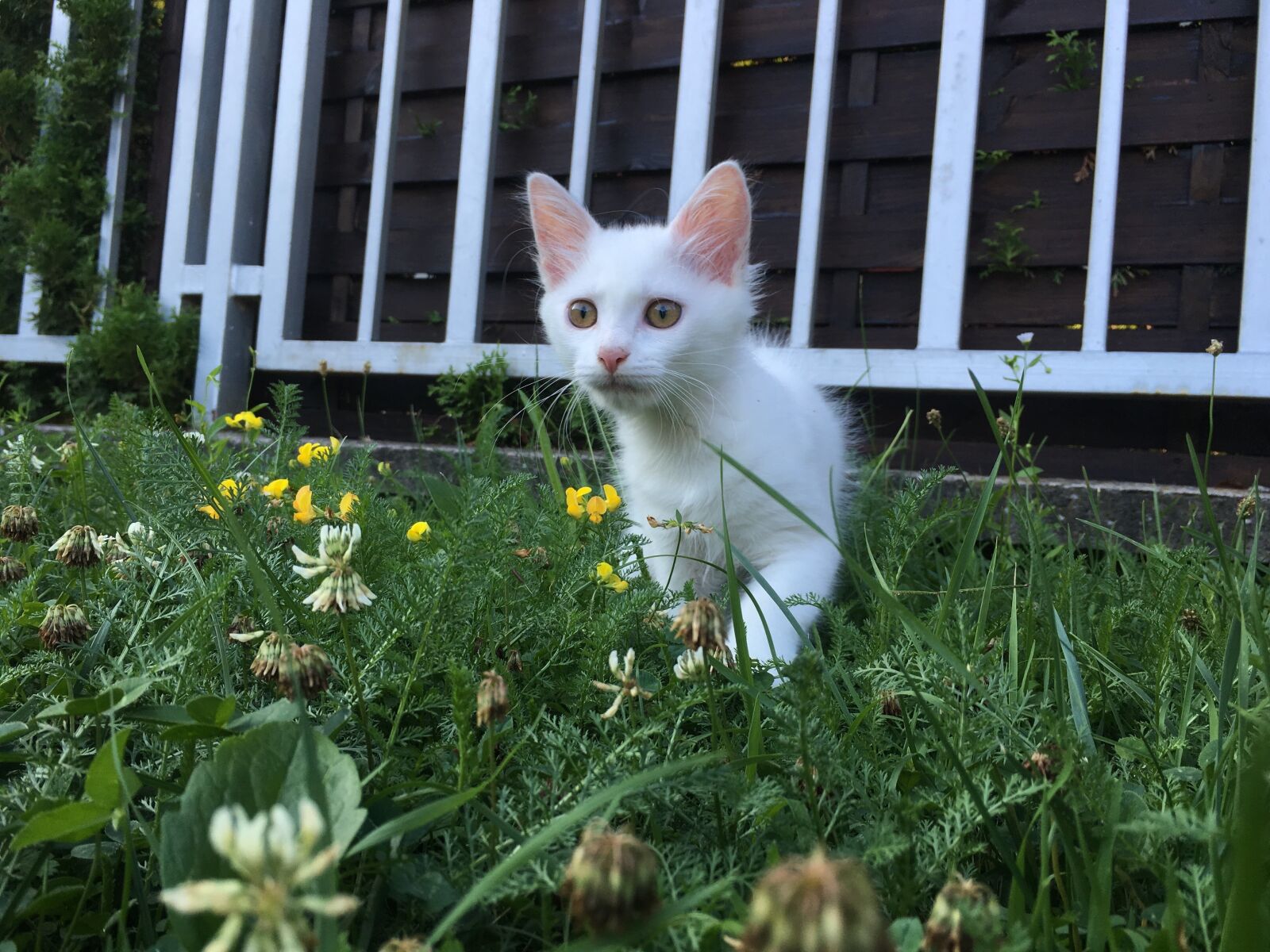 Apple iPhone 6s sample photo. Cat, white, animal photography