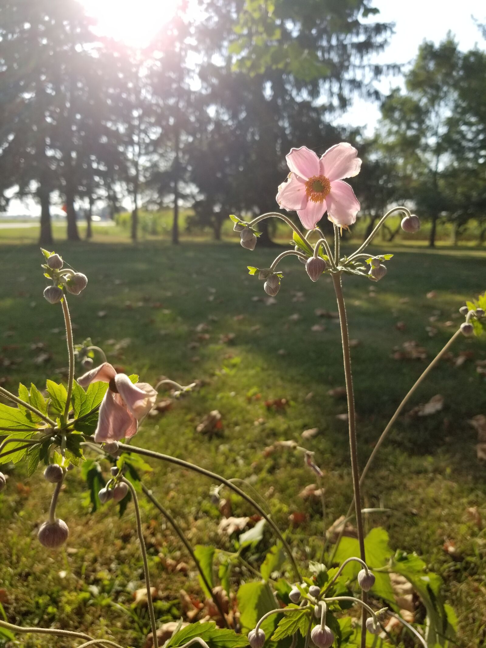 Samsung Galaxy S8+ sample photo. Flower, yard, sun photography