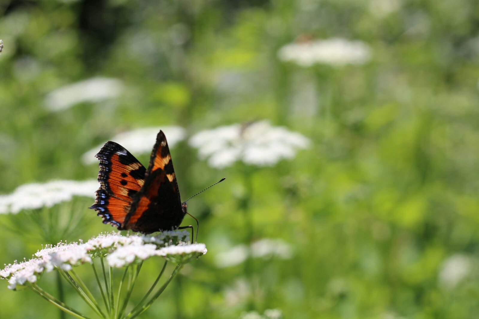 Canon EOS 70D + Canon EF 50mm F1.8 STM sample photo. Drexel, butterfly, spring photography