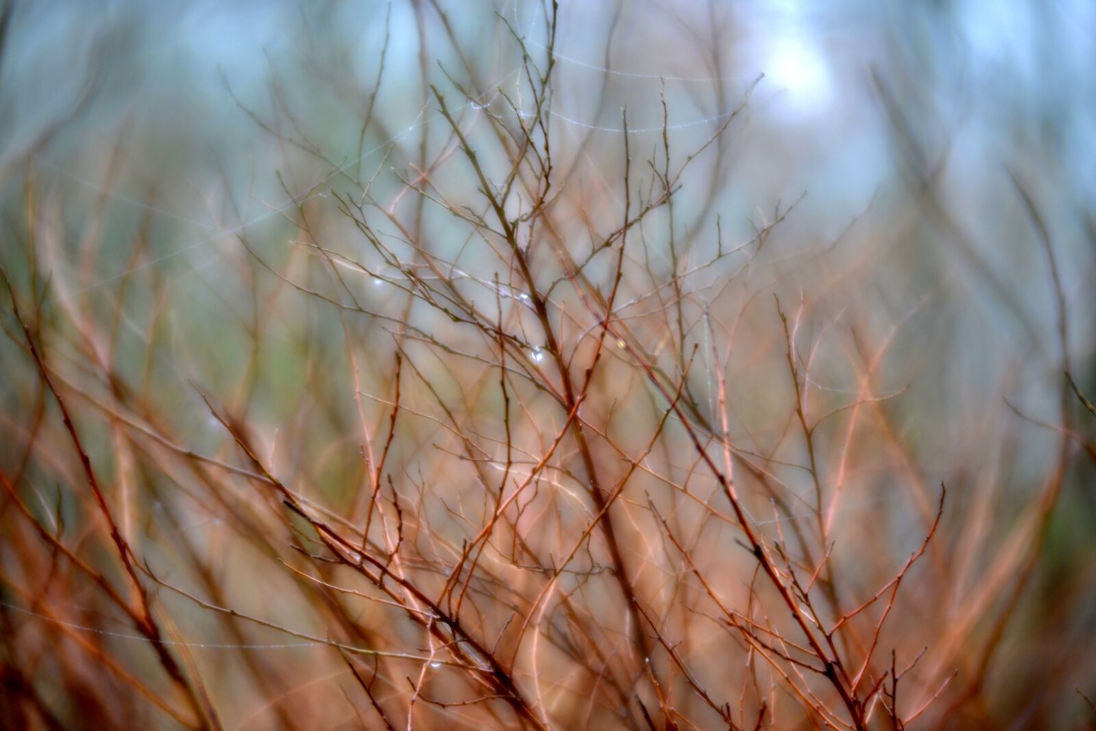 Nikon D600 sample photo. Branches, nature, fairylike photography