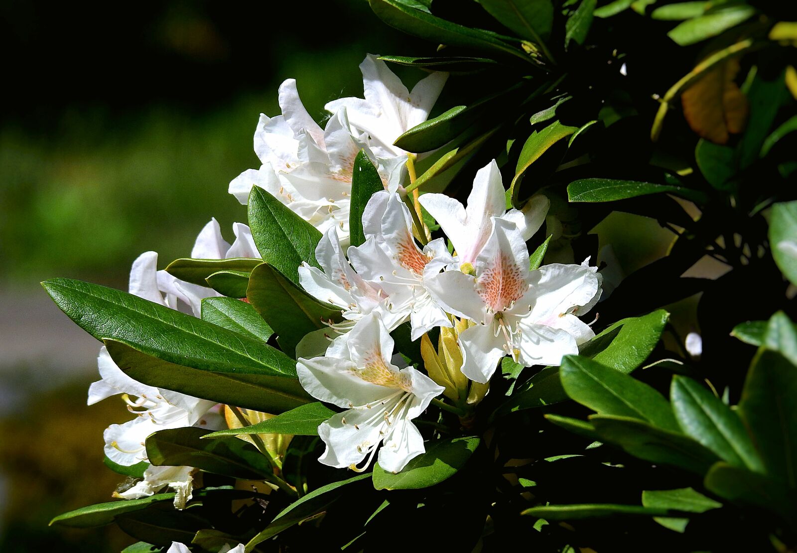 Nikon Coolpix P900 sample photo. Flowers, beauty, spring photography