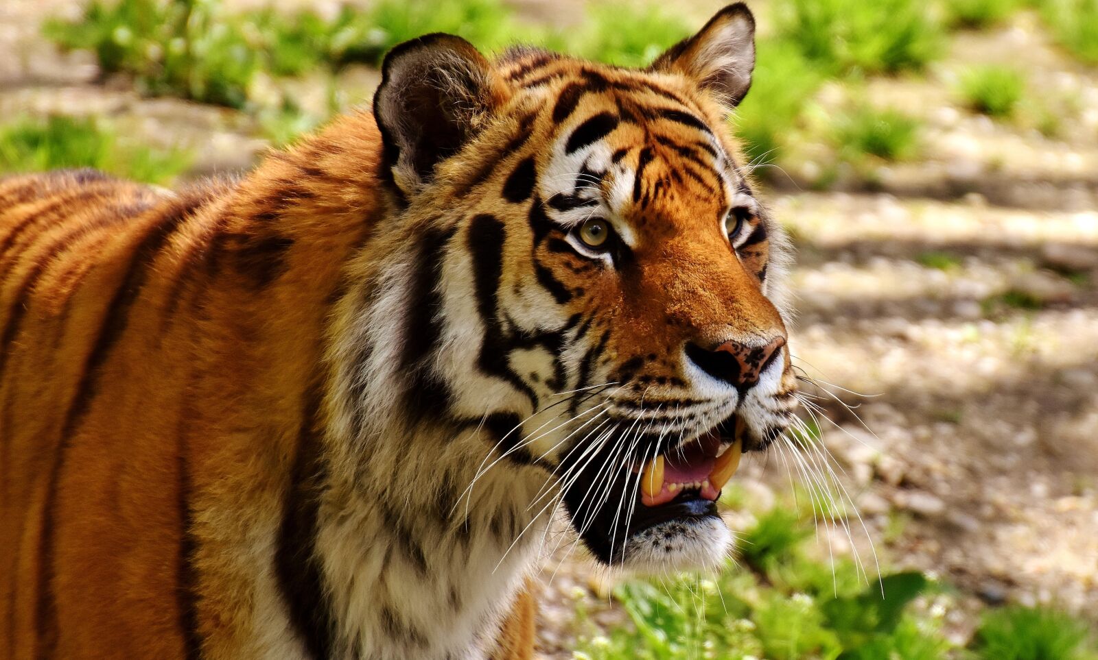 Nikon D7200 sample photo. Tiger, predator, fur photography
