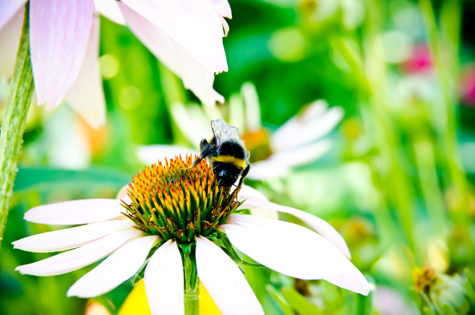 Nikon D7000 sample photo. Bee, bee, collectiong, pollen photography