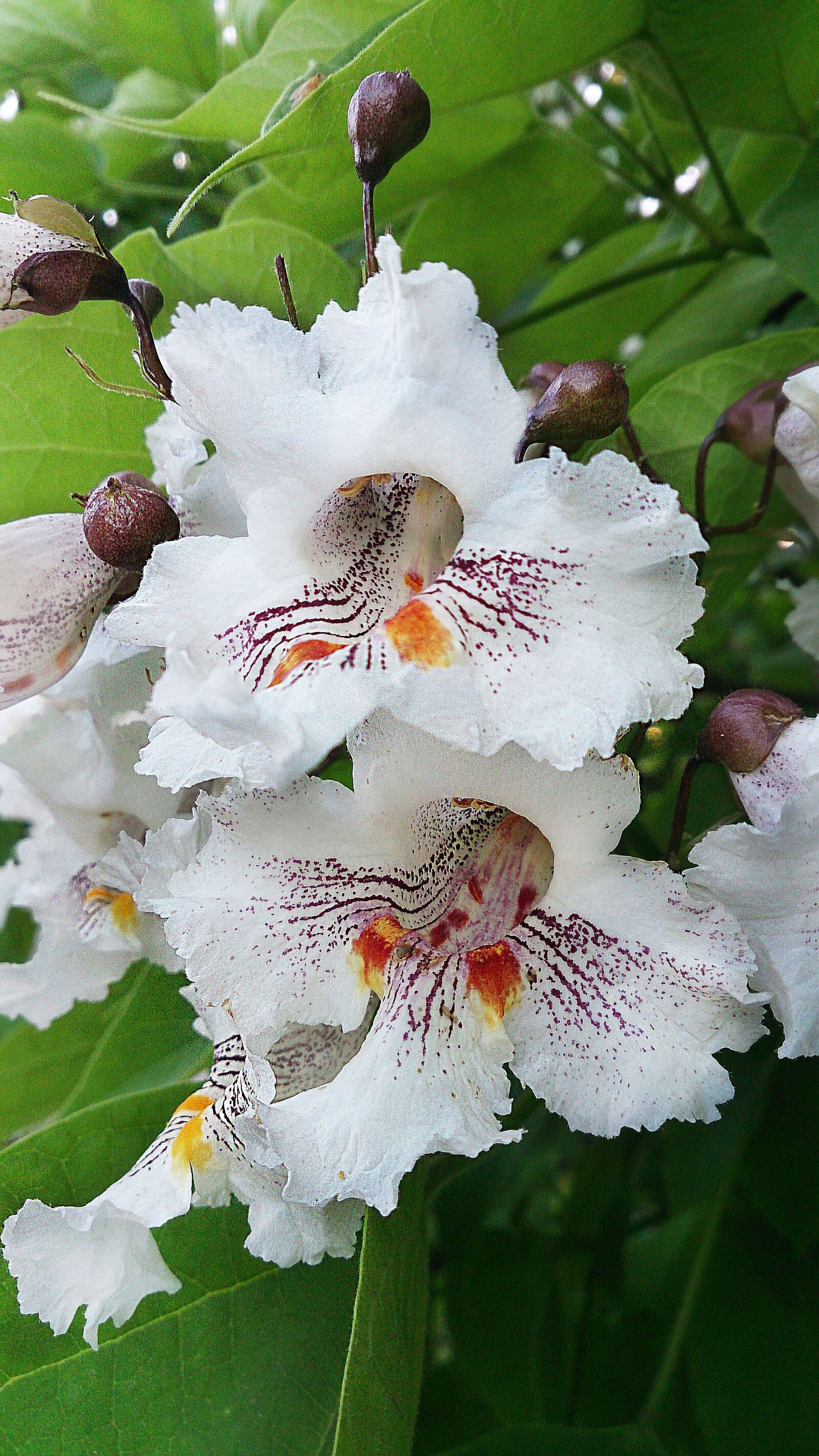 Sony Xperia Z sample photo. Flower, white flower, beautiful photography