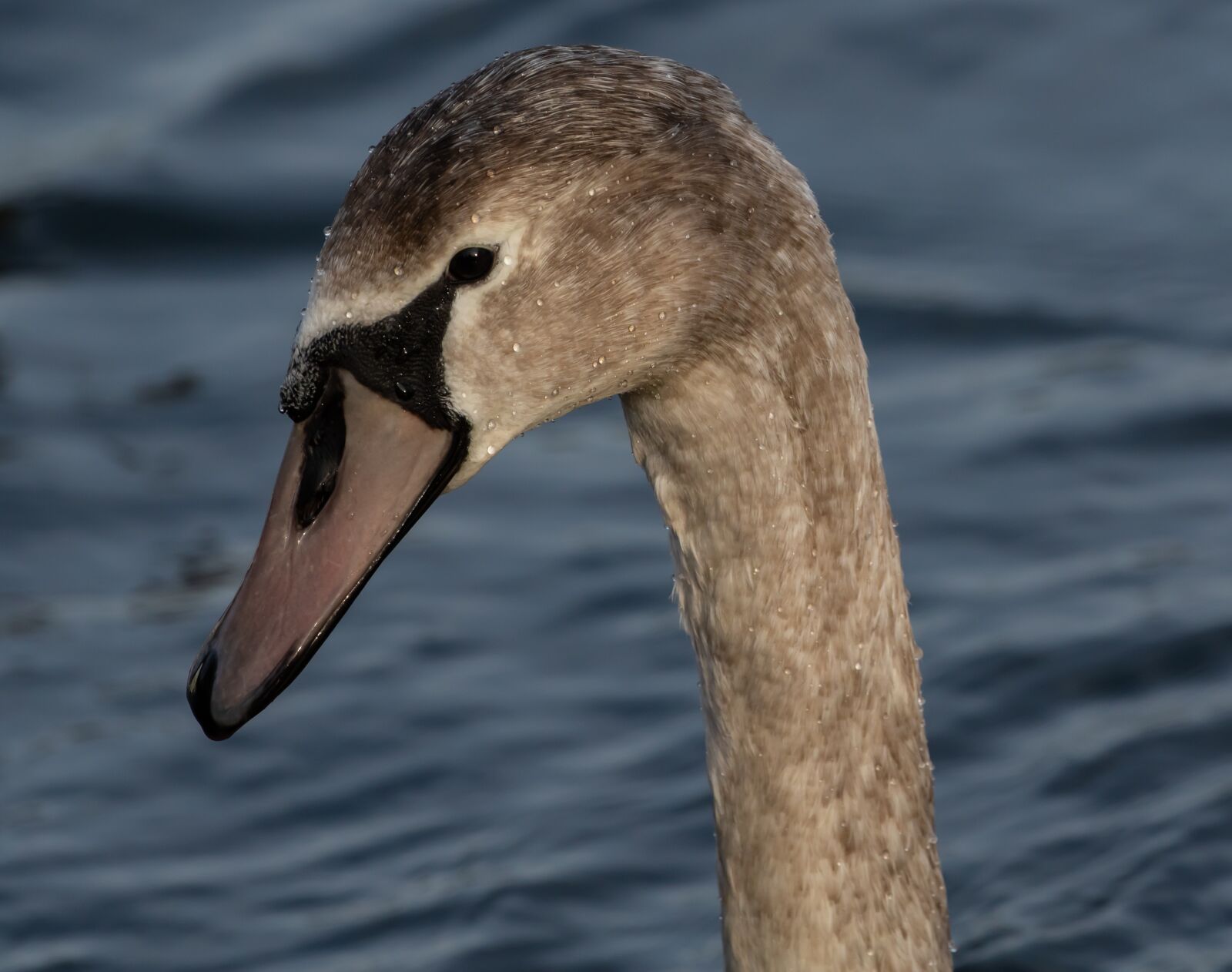 Canon EOS 7D Mark II sample photo. Juvenile swan, young swan photography