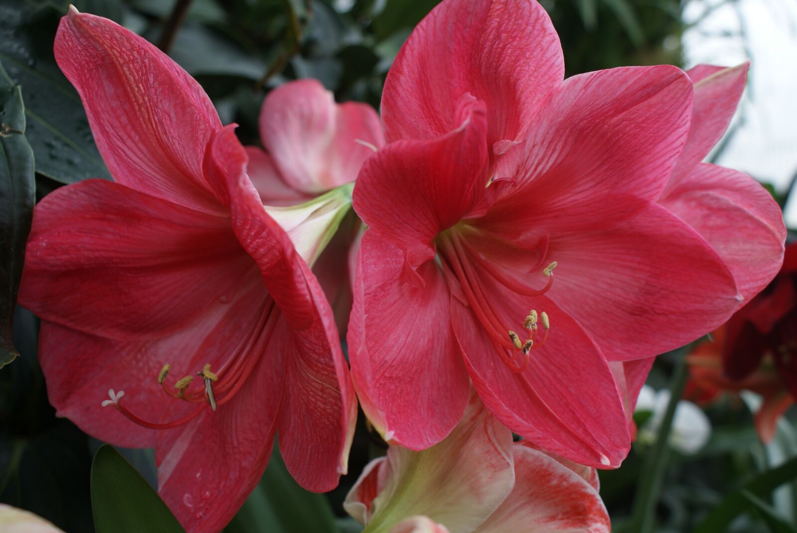Sony Alpha DSLR-A200 sample photo. Flower, red, plant photography