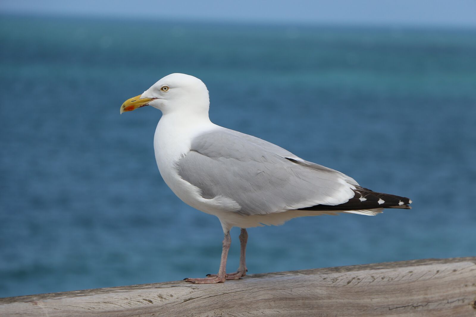 Canon EOS 650D (EOS Rebel T4i / EOS Kiss X6i) sample photo. Seagull, bird, animal photography
