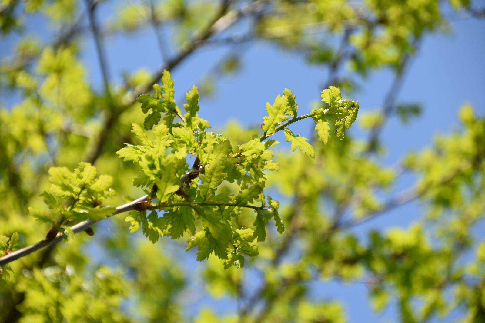 Nikon D5600 sample photo. Oak leaves, leaves of photography